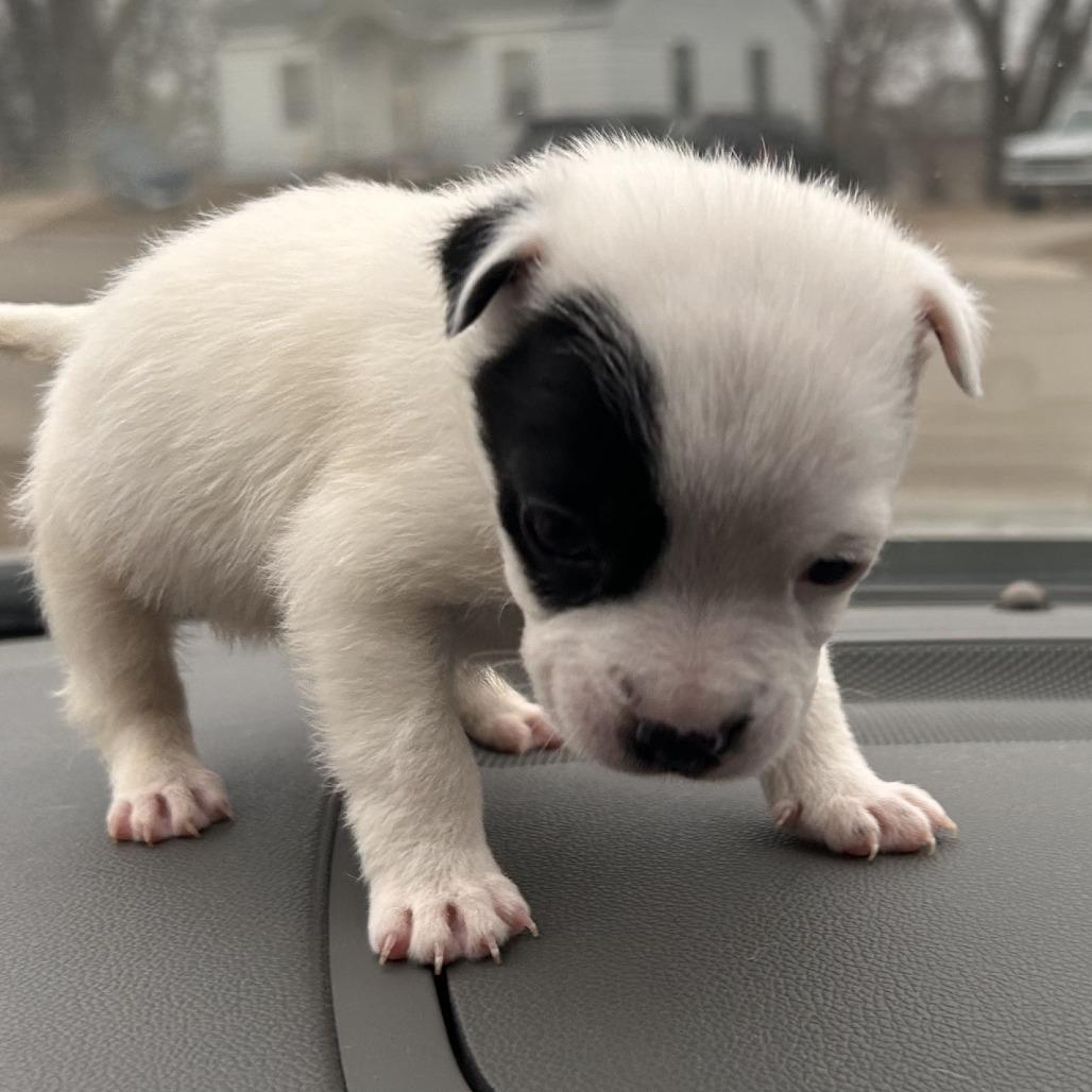 Helena, Adoptable, Puppy Female Pit Bull Terrier.