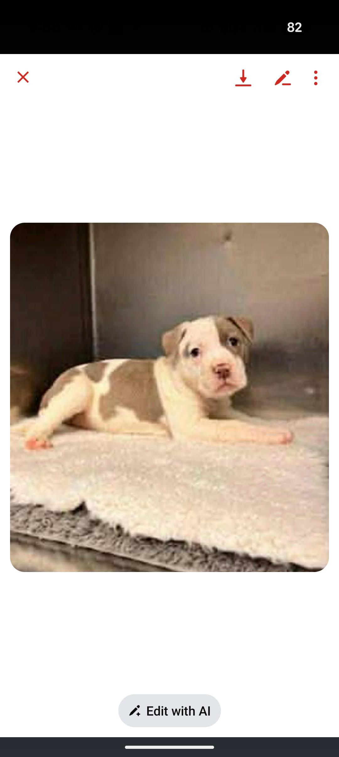 Enlarge JOSIE, an adopted mixed breed in Browns Mills, NJ image 3/4