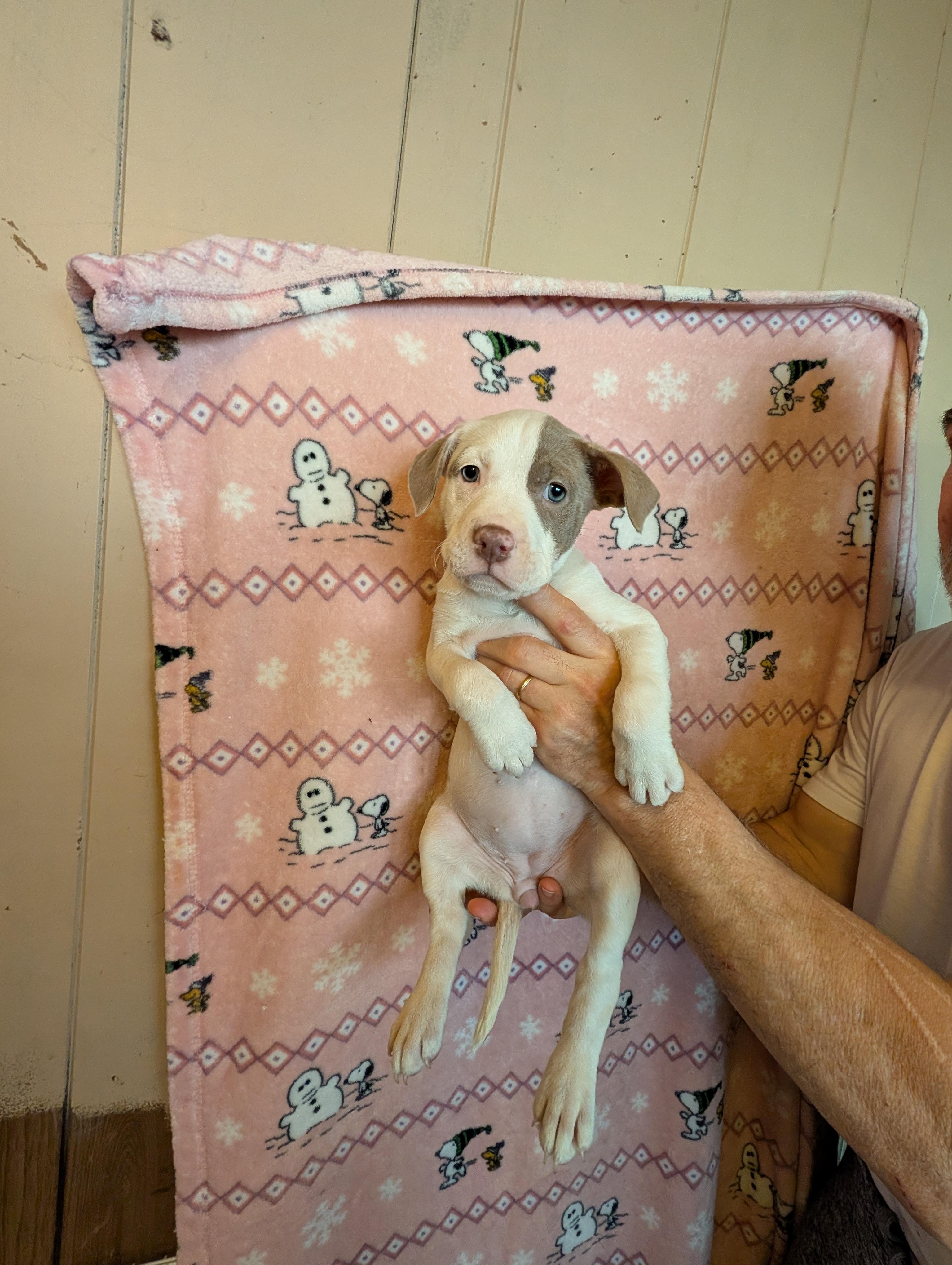 Enlarge JOSIE, an adopted mixed breed in Browns Mills, NJ image 1/4