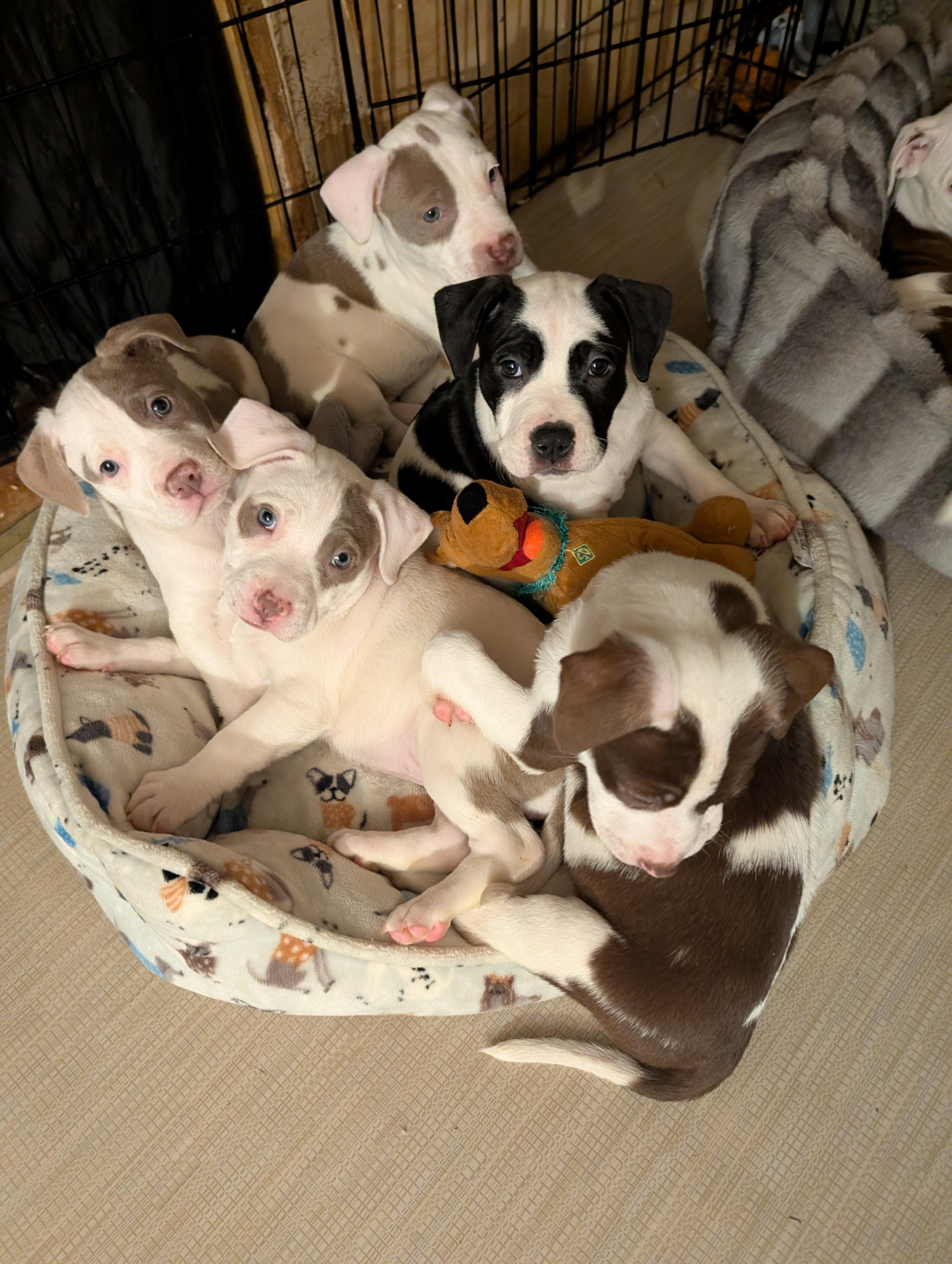 Enlarge JOSIE, an adopted mixed breed in Browns Mills, NJ image 4/4