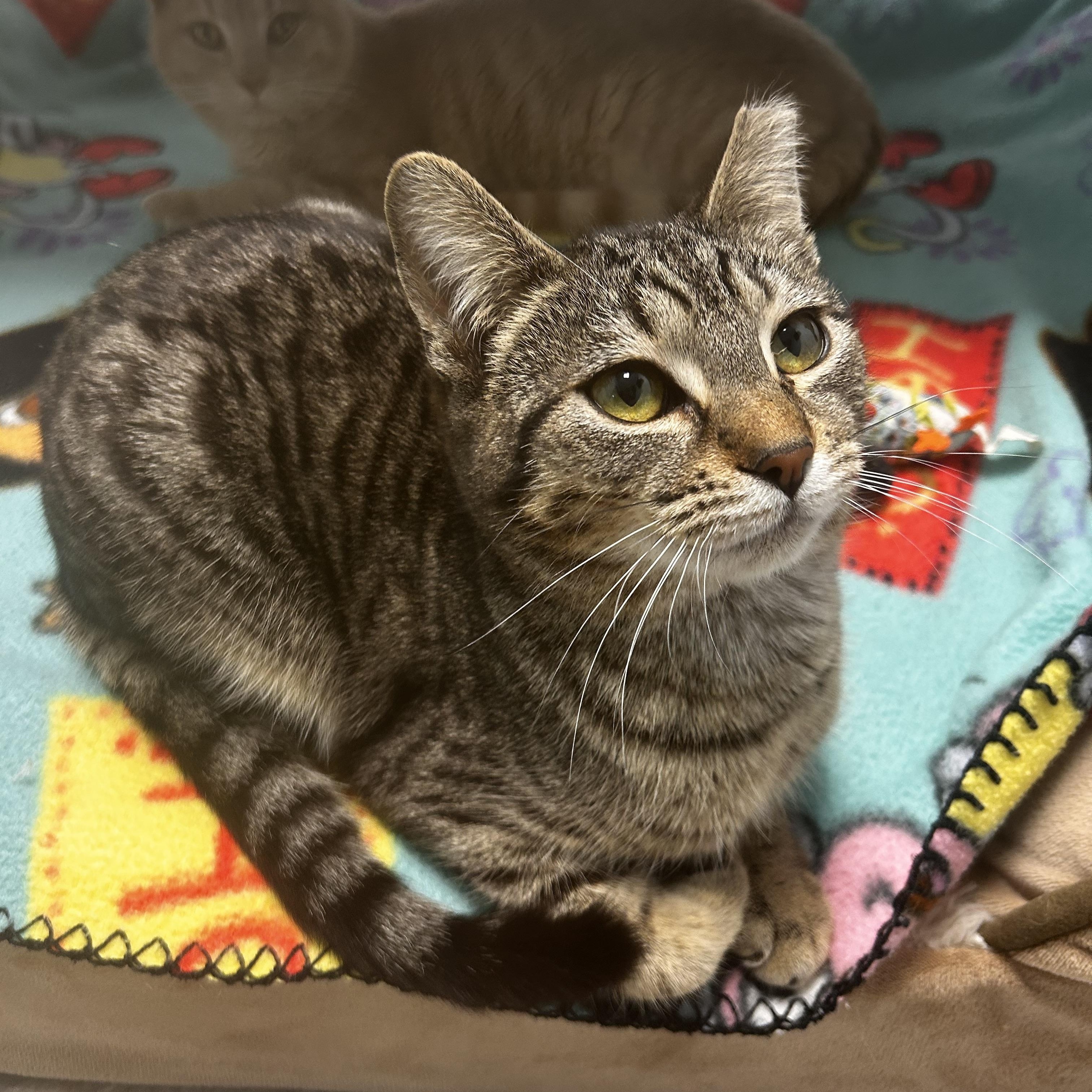 Dumpling, Adoptable, Young Male Tabby.