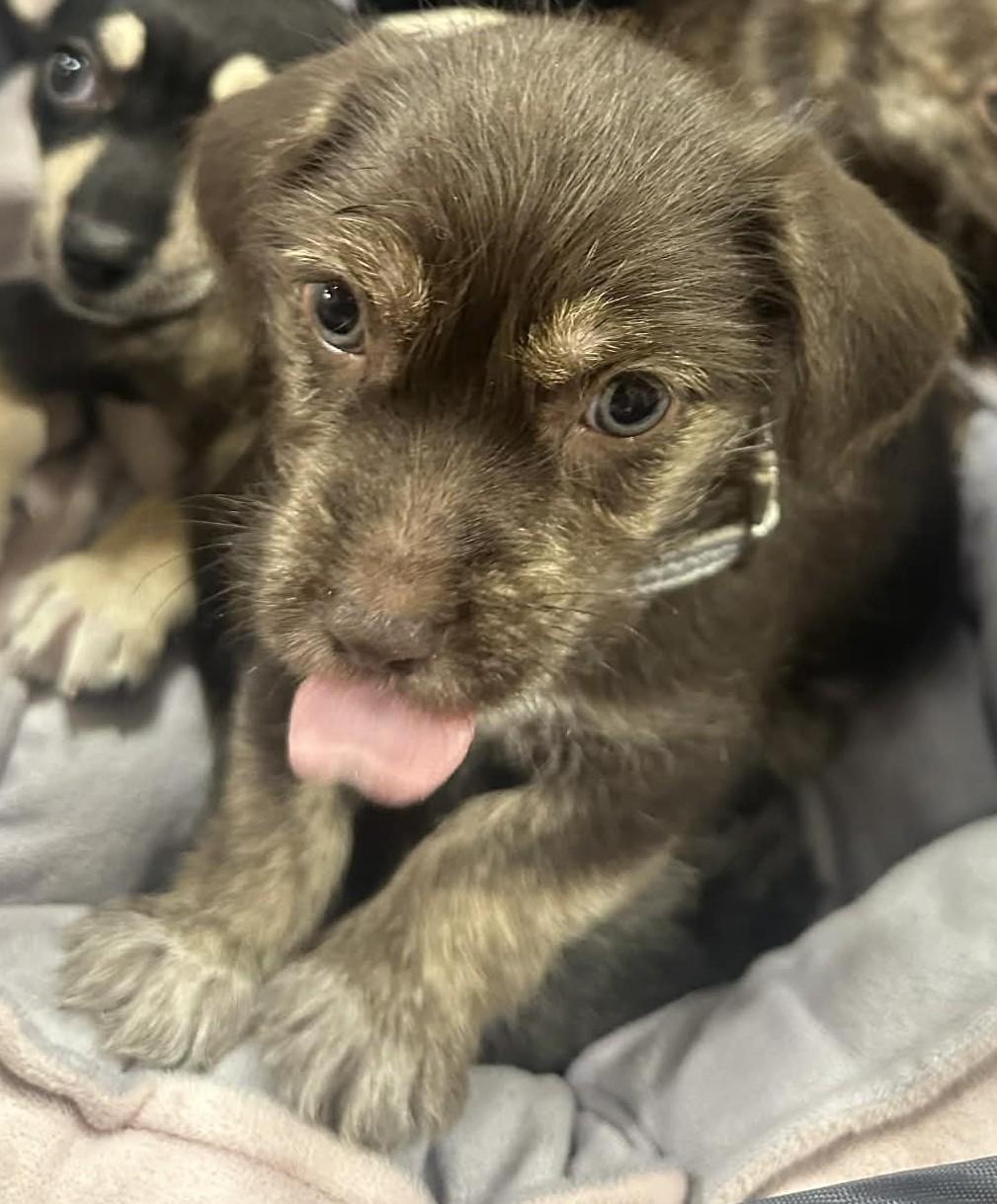 Enlarge Conway, an adopted mixed breed in Oklahoma City, OK image 2/4