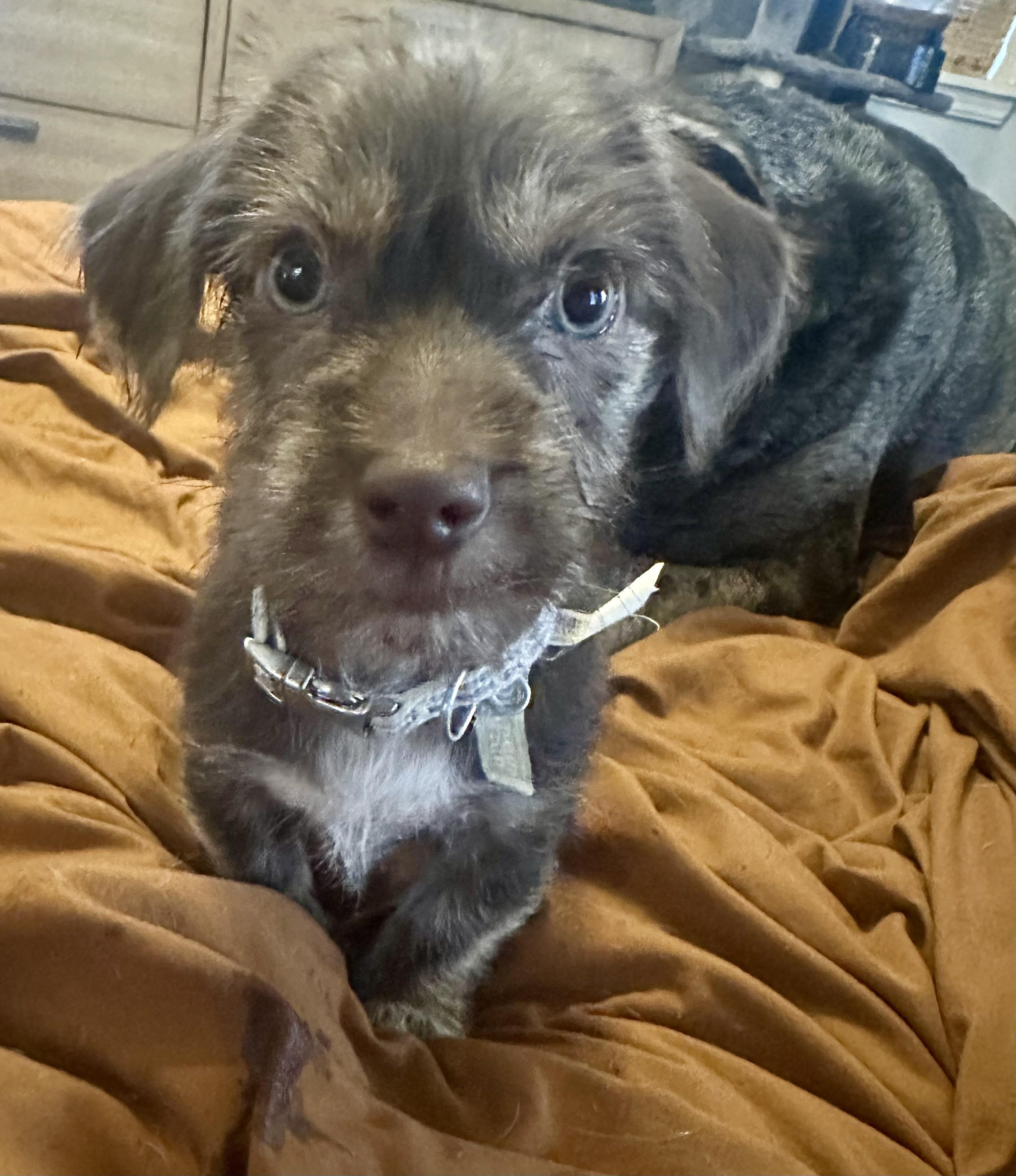 Enlarge Conway, an adopted mixed breed in Oklahoma City, OK image 3/4