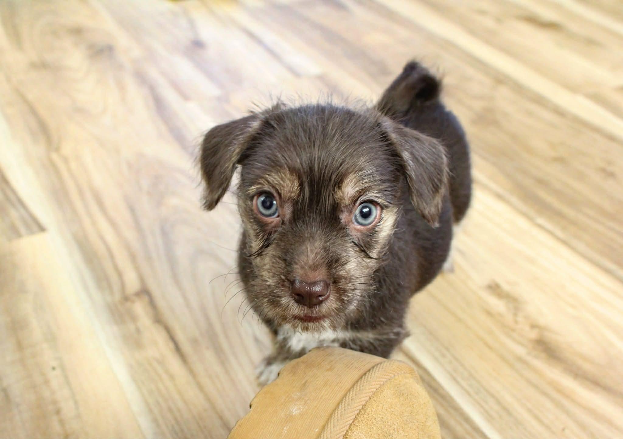 Enlarge Conway, an adopted mixed breed in Oklahoma City, OK image 4/4