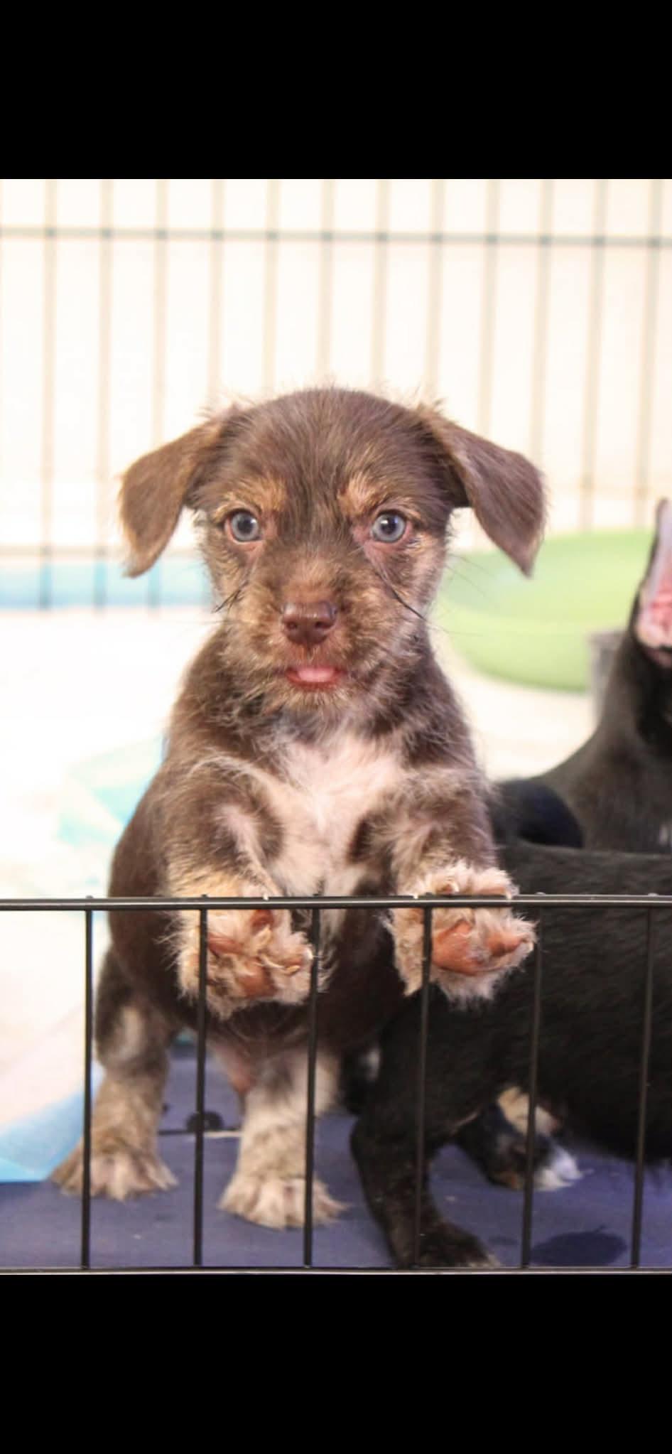 Conway, adopted, Puppy Male Cairn Terrier & Dachshund.