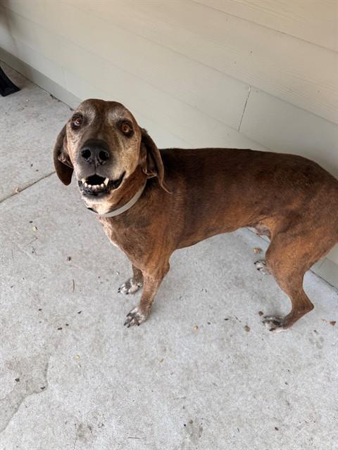 HONK, Adoptable, Adult Male Plott Hound.