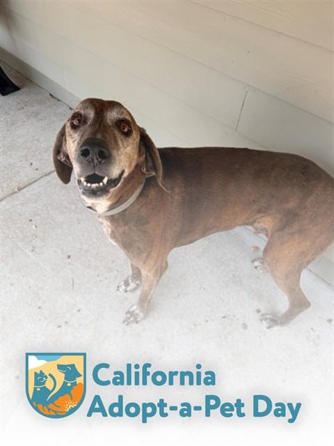 Enlarge HONK, a Adoptable Plott Hound in South Lake Tahoe, CA image 1/1