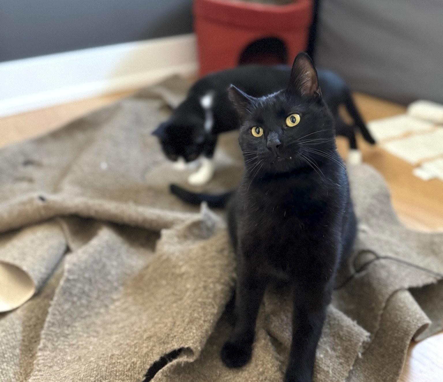 Giovanni (bonded with Francesca), Adopted, Young Male Domestic Short Hair.