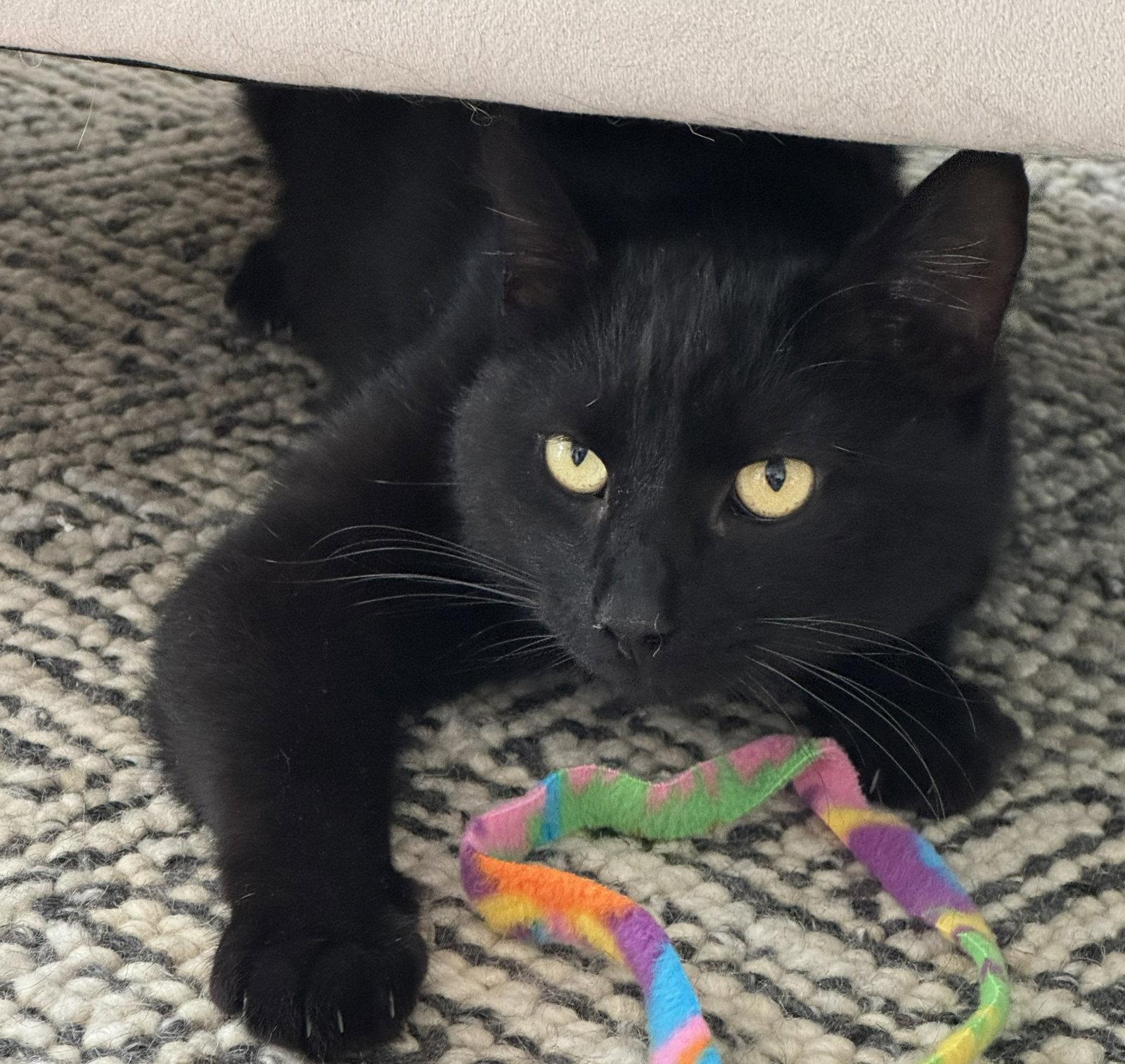 Giovanni (bonded with Francesca), a Adopted Domestic Short Hair in Oakland, CA image 2/3