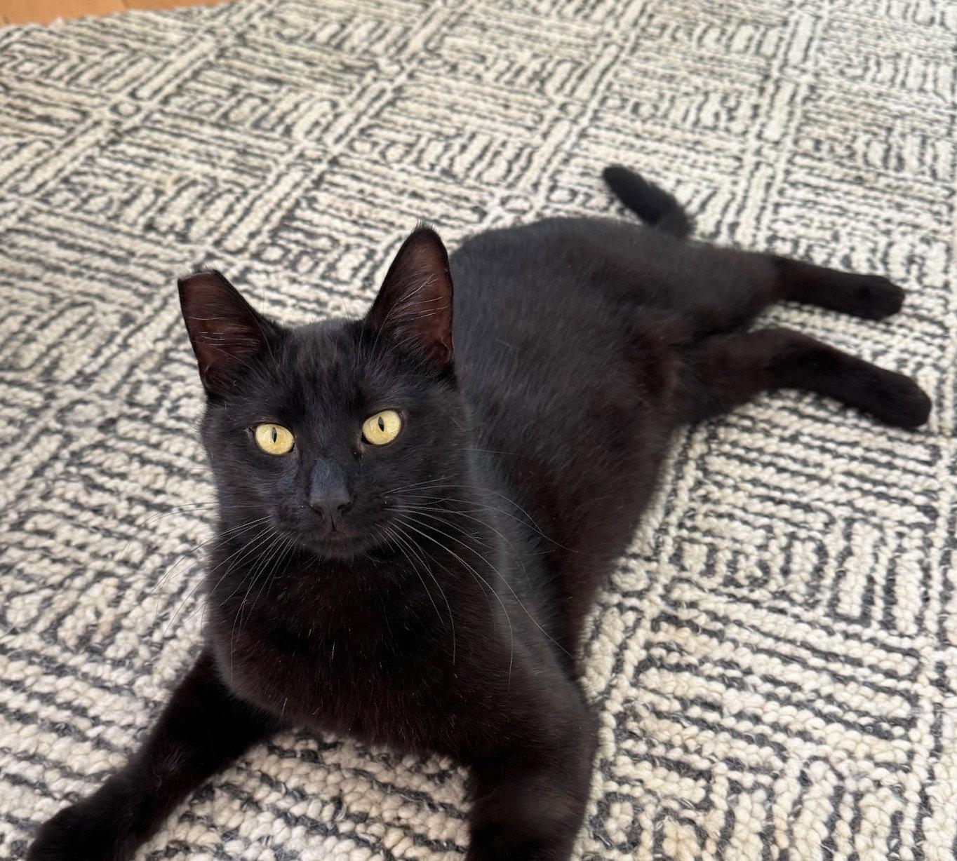 Giovanni (bonded with Francesca), a Adopted Domestic Short Hair in Oakland, CA image 3/3