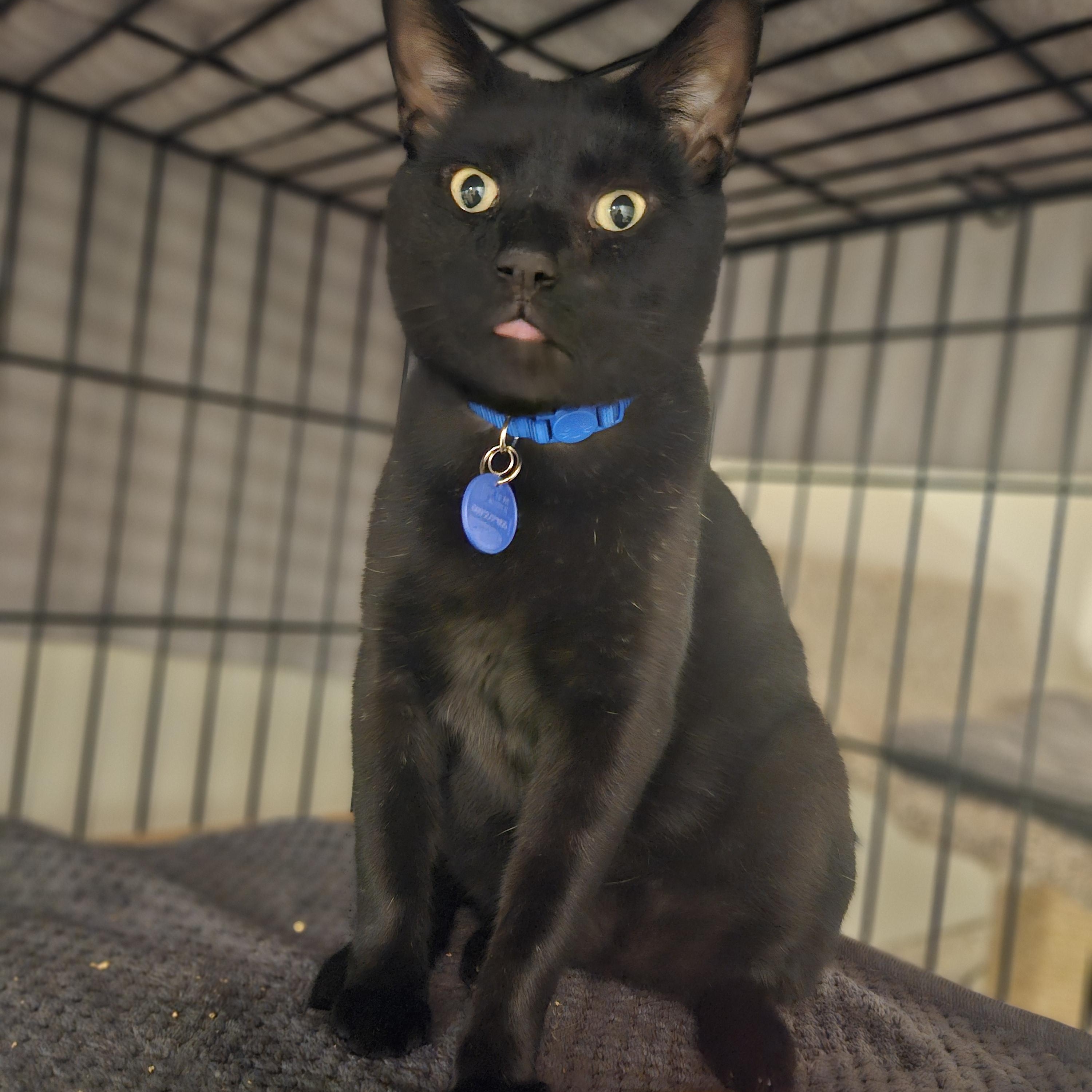 Luther, adopted, Adult Male Domestic Short Hair & Bombay.