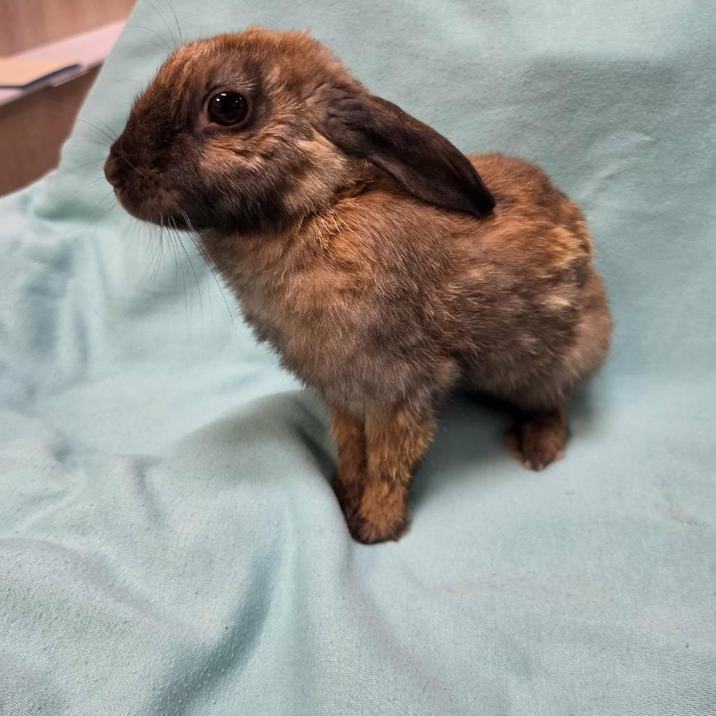Enlarge Brienne, a Adoptable mixed breed in Hampton Bays, NY image 3/6