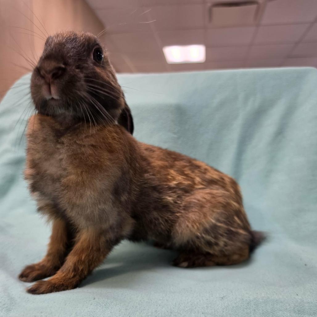 Enlarge Brienne, a Adoptable mixed breed in Hampton Bays, NY image 5/6