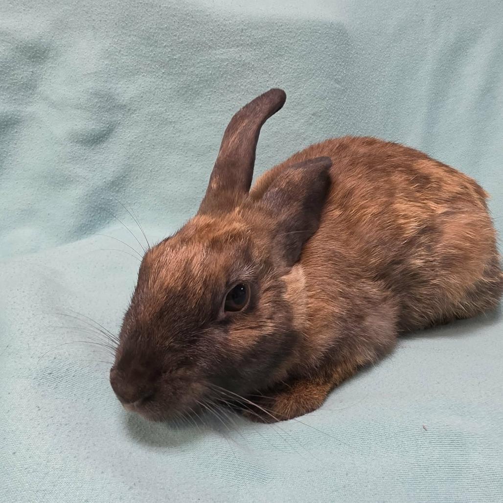 Enlarge Brienne, a Adoptable mixed breed in Hampton Bays, NY image 6/6