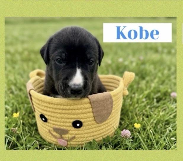Kobe, Adoptable, Puppy Male Great Dane.