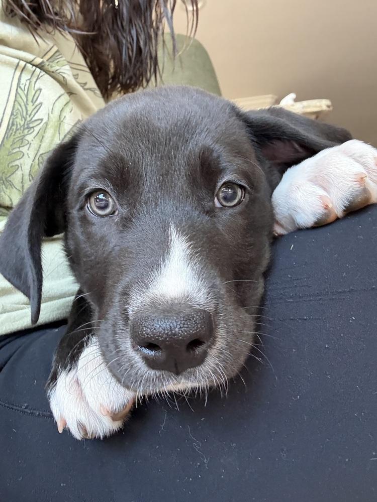 Kobe, a Adoptable mixed breed in Canyon Country, CA image 2/3
