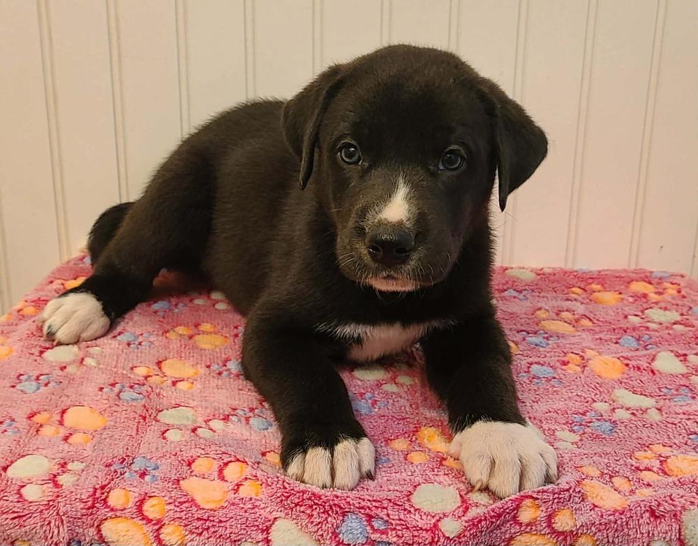 Kobe, a Adoptable mixed breed in Canyon Country, CA image 3/3