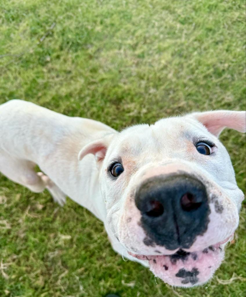Davidson, a Adoptable mixed breed in Mustang, OK image 1/5