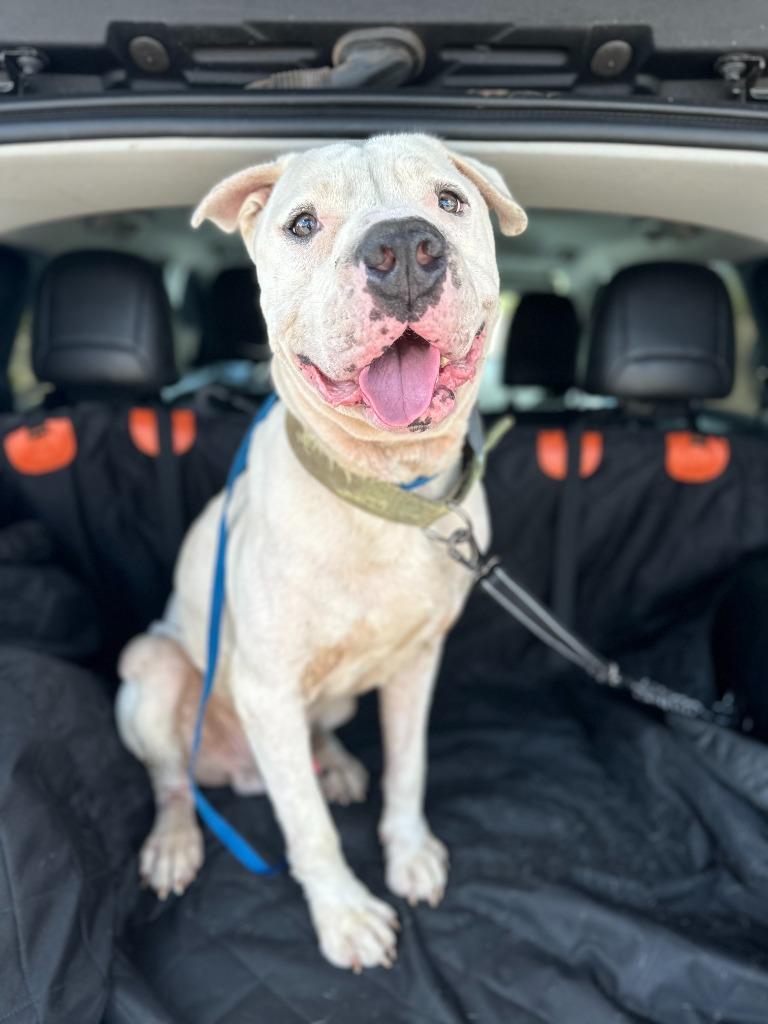 Davidson, a Adoptable mixed breed in Mustang, OK image 2/5