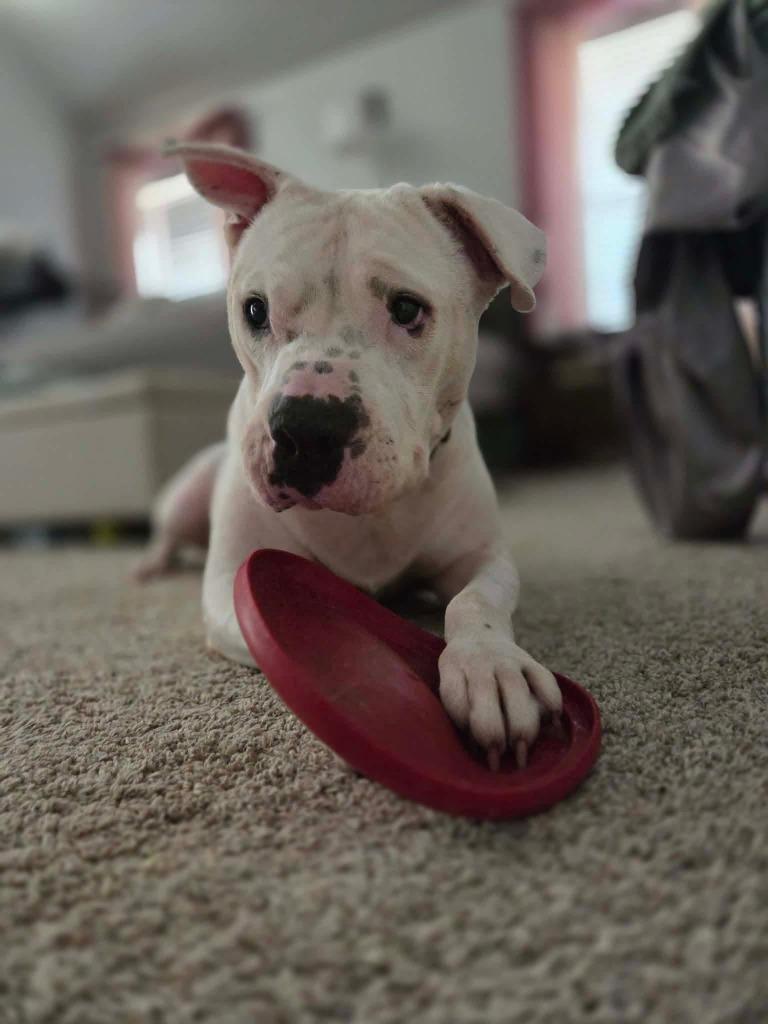 Enlarge Davidson, a Adoptable mixed breed in Mustang, OK image 3/6