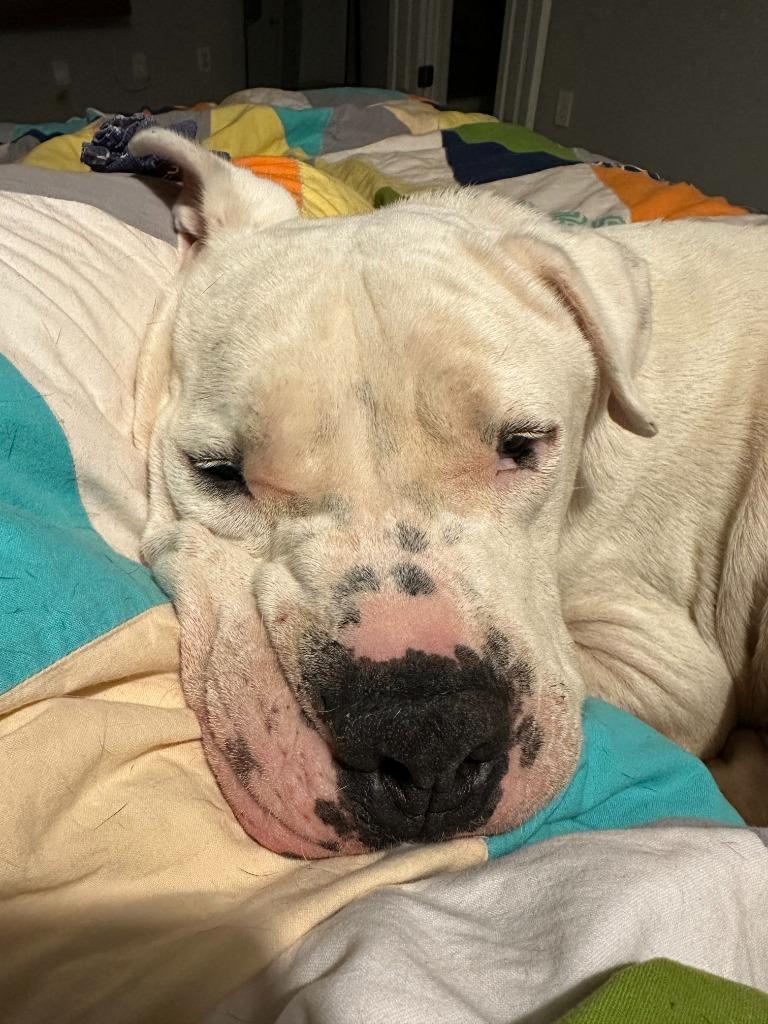 Davidson, Adoptable, Adult Male American Bulldog.