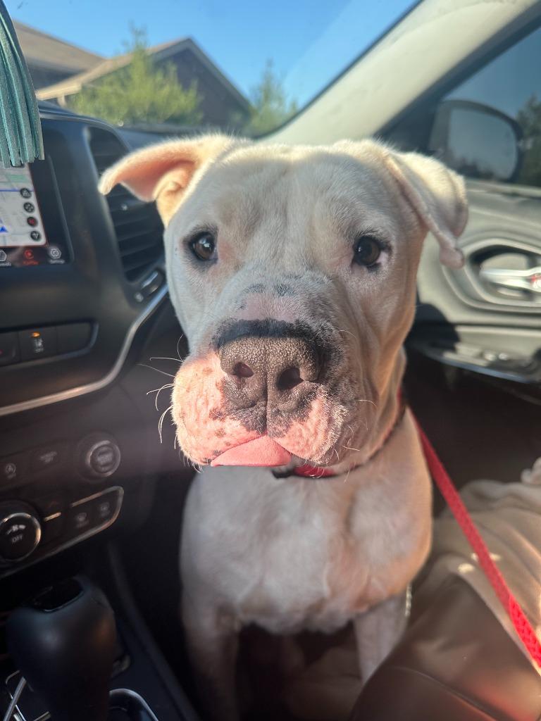 Davidson, a Adoptable mixed breed in Mustang, OK image 4/5