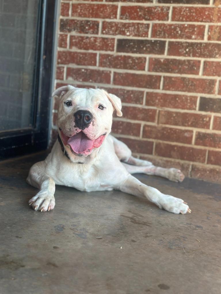 Davidson, a Adoptable mixed breed in Mustang, OK image 5/5