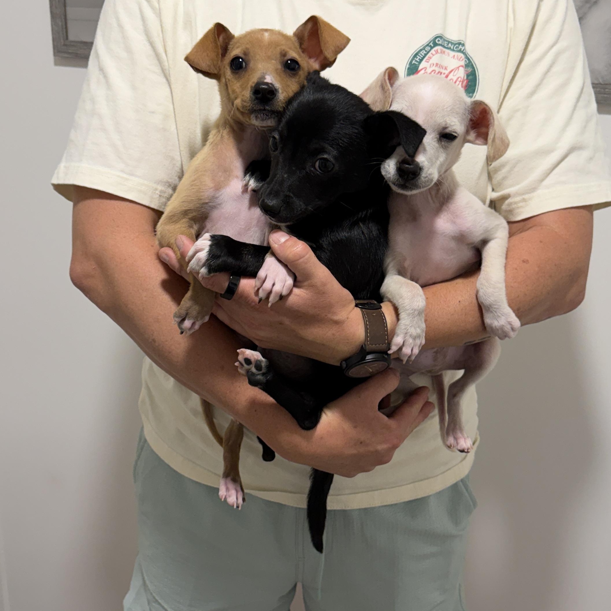 Enlarge Seal, a Adoptable Chihuahua in San Diego, CA image 3/4
