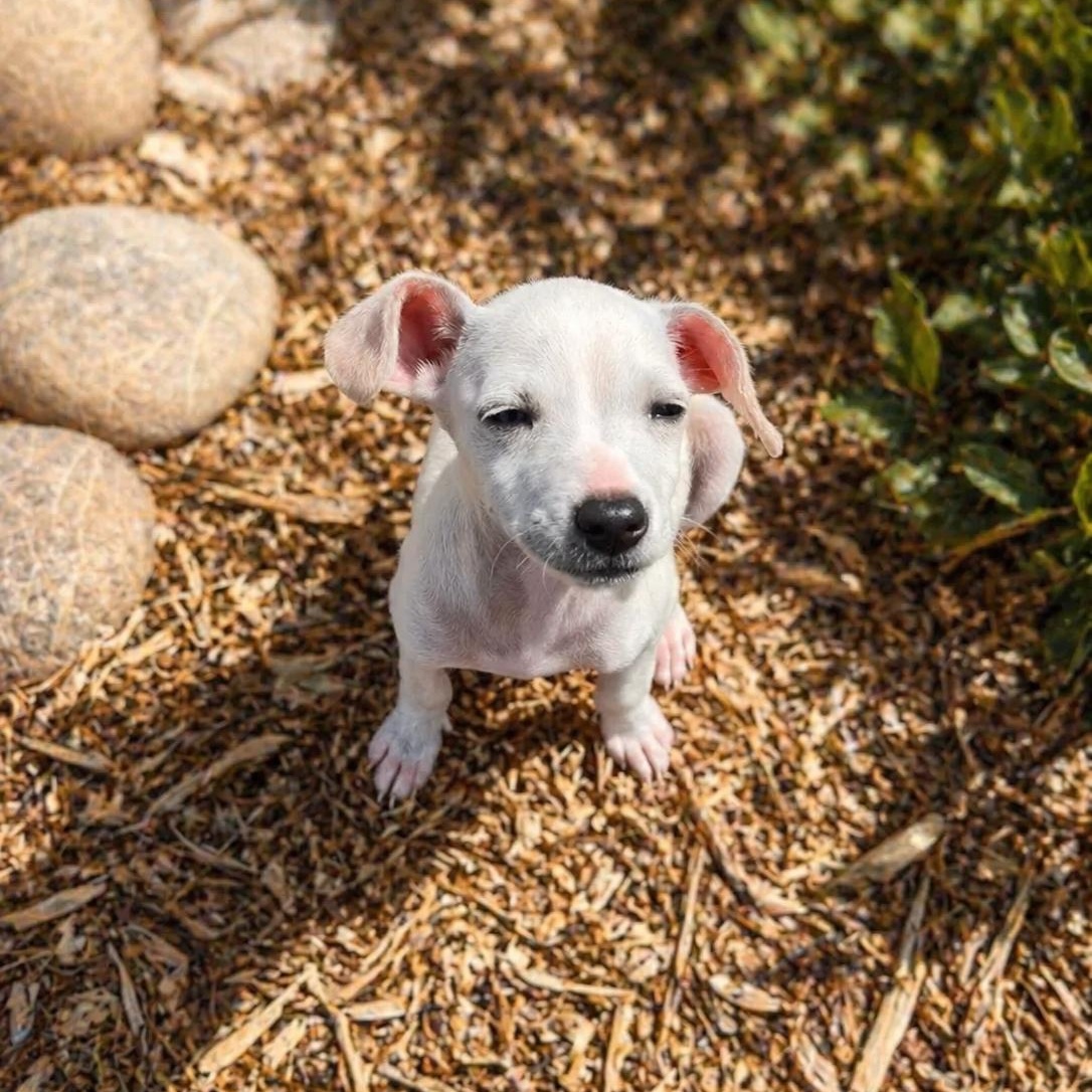Enlarge Seal, a Adoptable Chihuahua in San Diego, CA image 1/4