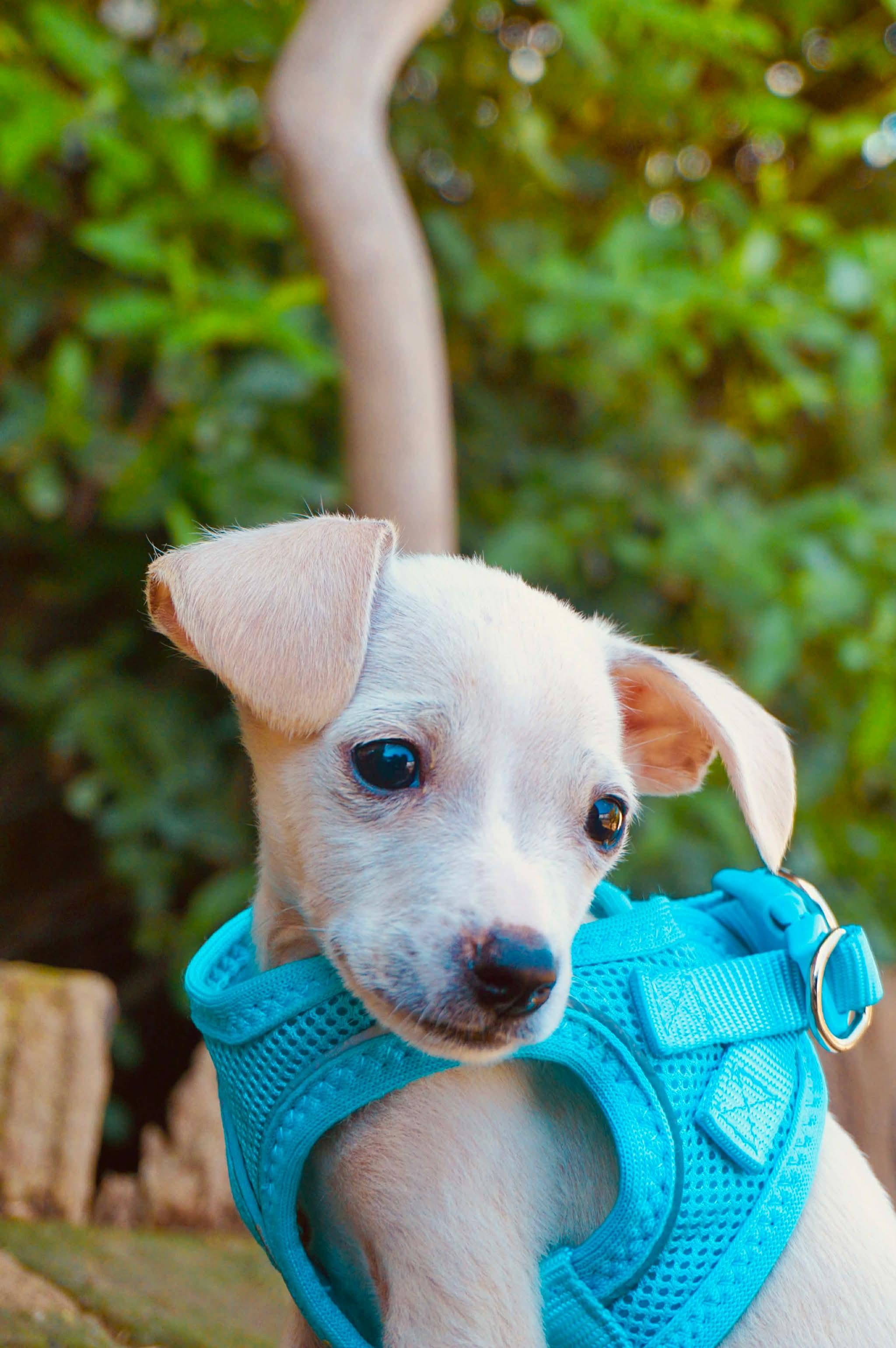 Enlarge Seal, a Adoptable Chihuahua in San Diego, CA image 4/4