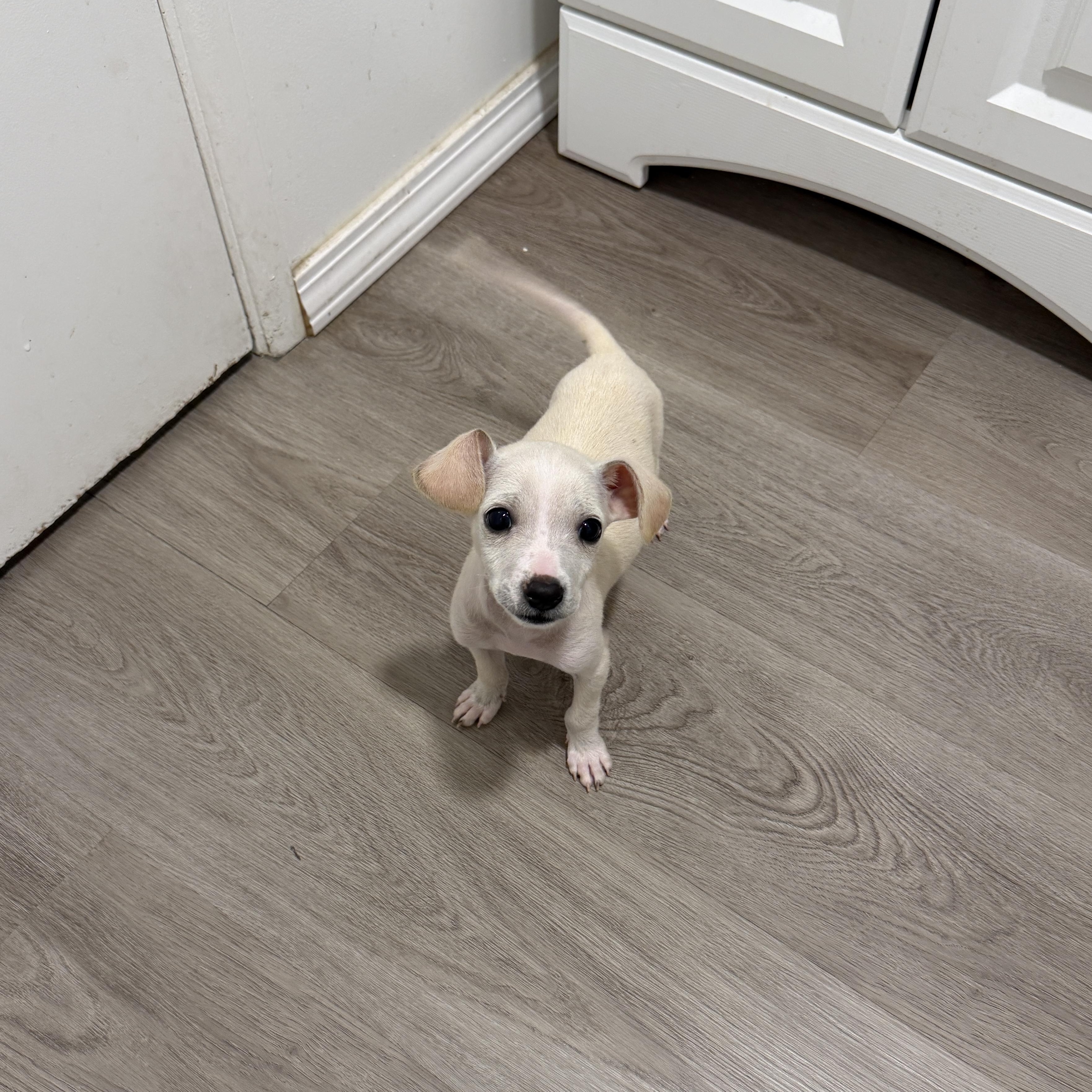Enlarge Seal, a Adoptable Chihuahua in San Diego, CA image 2/4