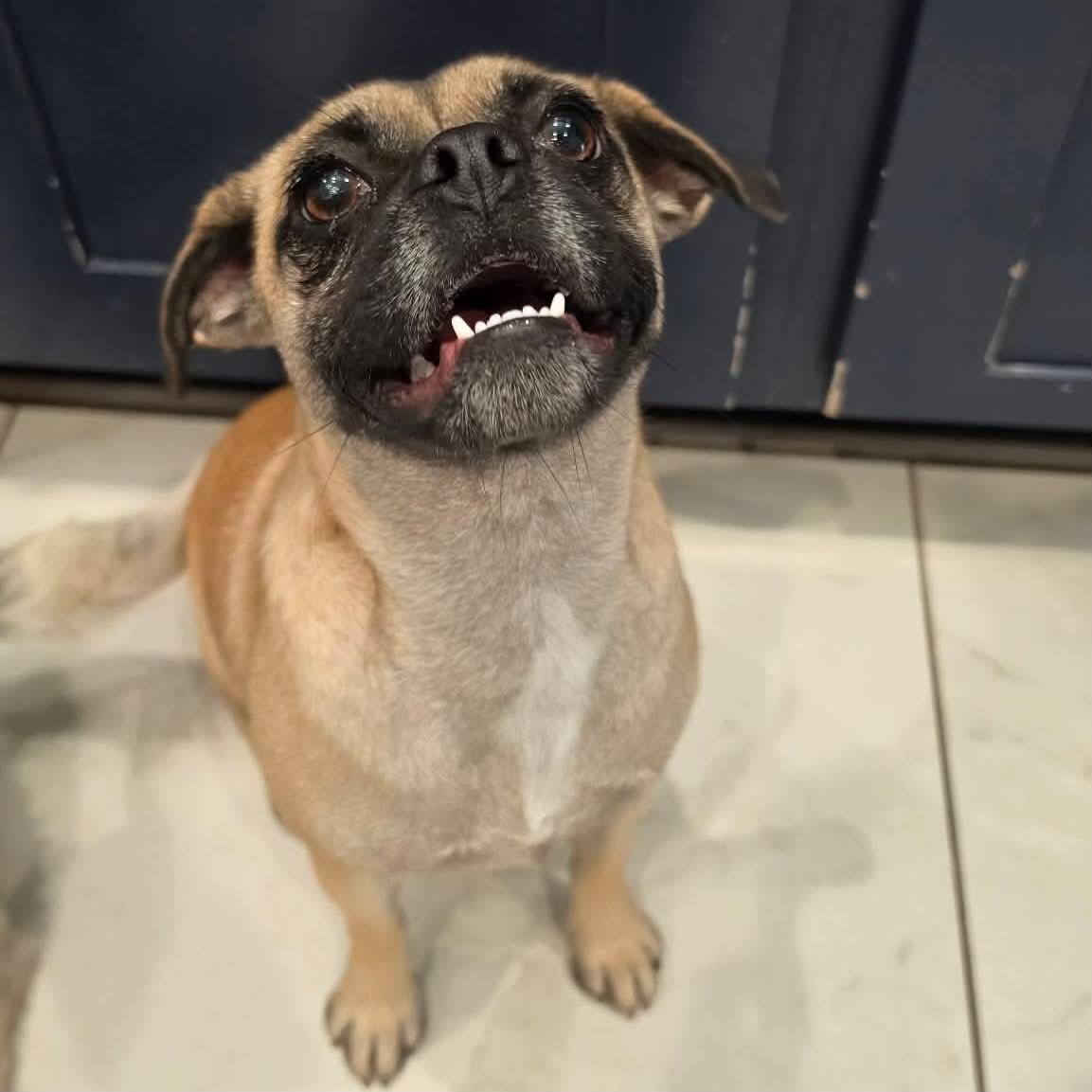 Enlarge Sprinkles, a Adoptable mixed breed in Boulder, CO image 6/6