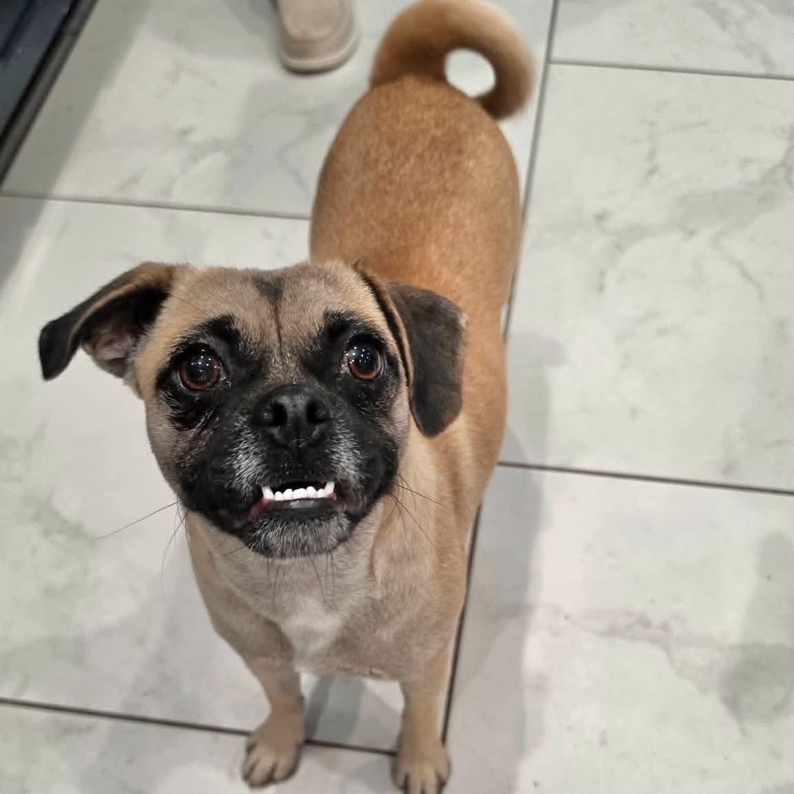 Sprinkles, Adoptable, Young Female Pug & Beagle.