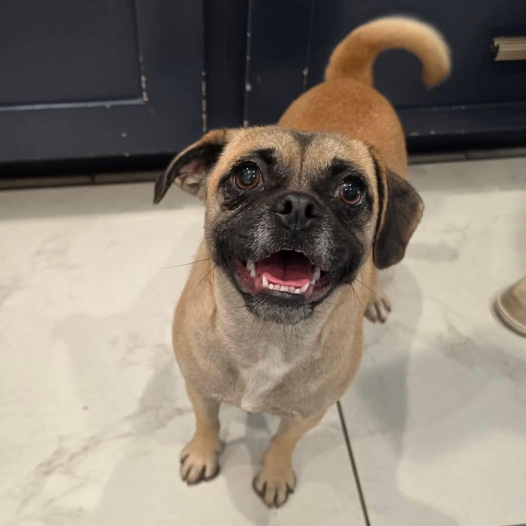 Enlarge Sprinkles, a Adoptable mixed breed in Boulder, CO image 2/6