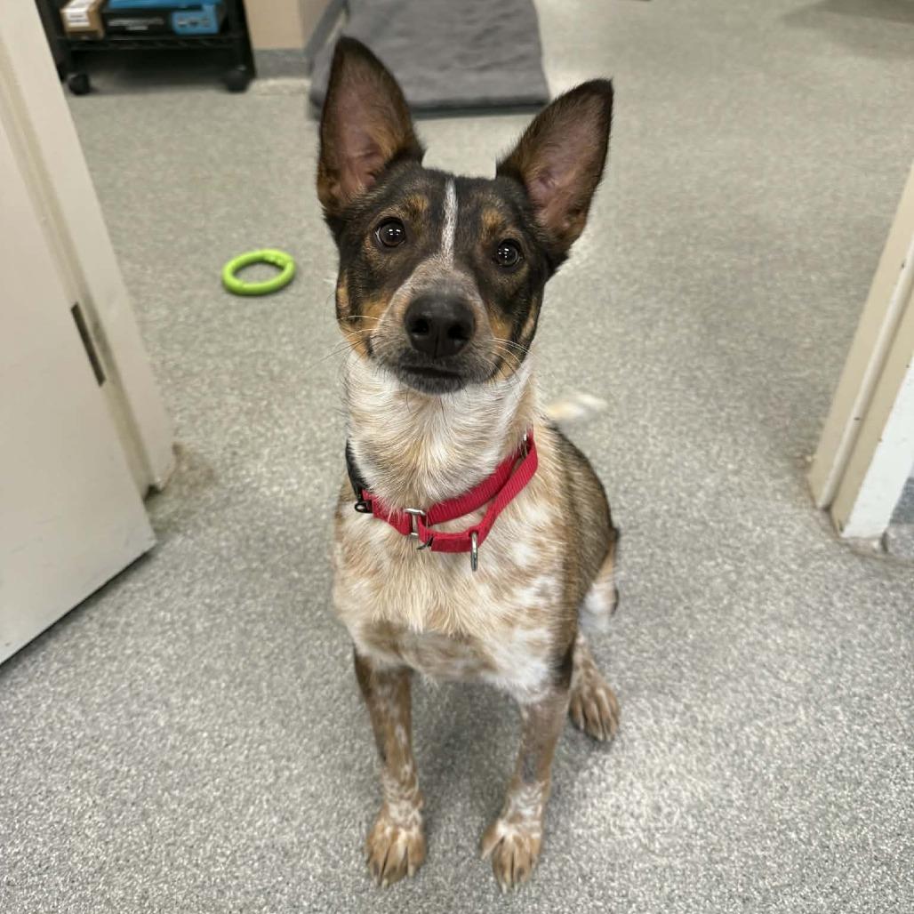 Honey, a Adoptable Australian Cattle Dog / Blue Heeler in Batavia, OH image 1/4