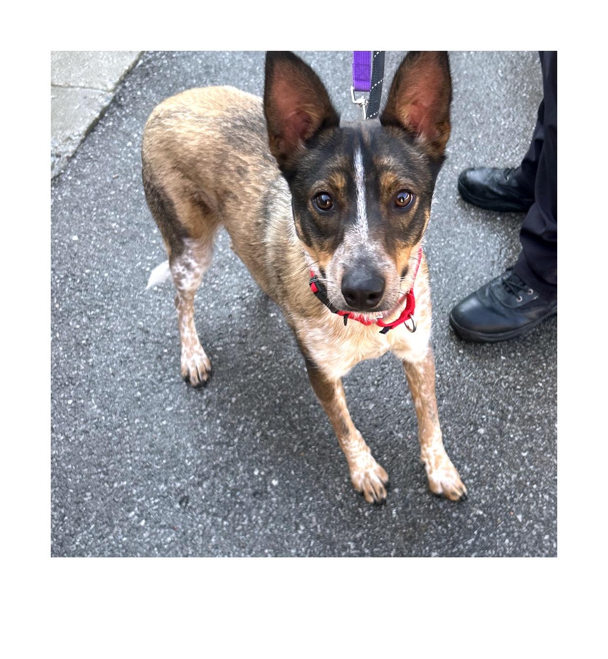 Honey, a Adoptable Australian Cattle Dog / Blue Heeler in Batavia, OH image 2/4