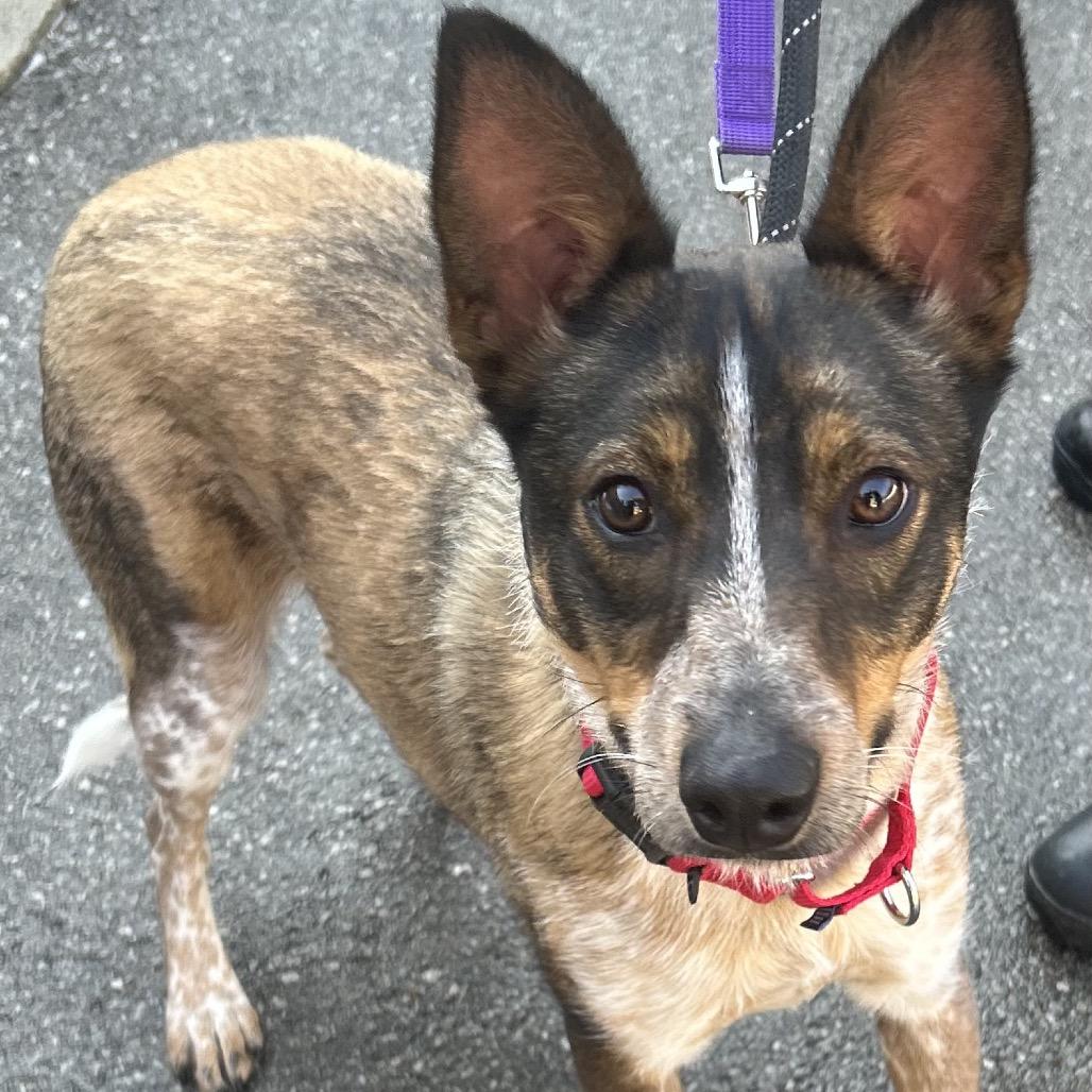 Honey, a Adoptable Australian Cattle Dog / Blue Heeler in Batavia, OH image 3/4