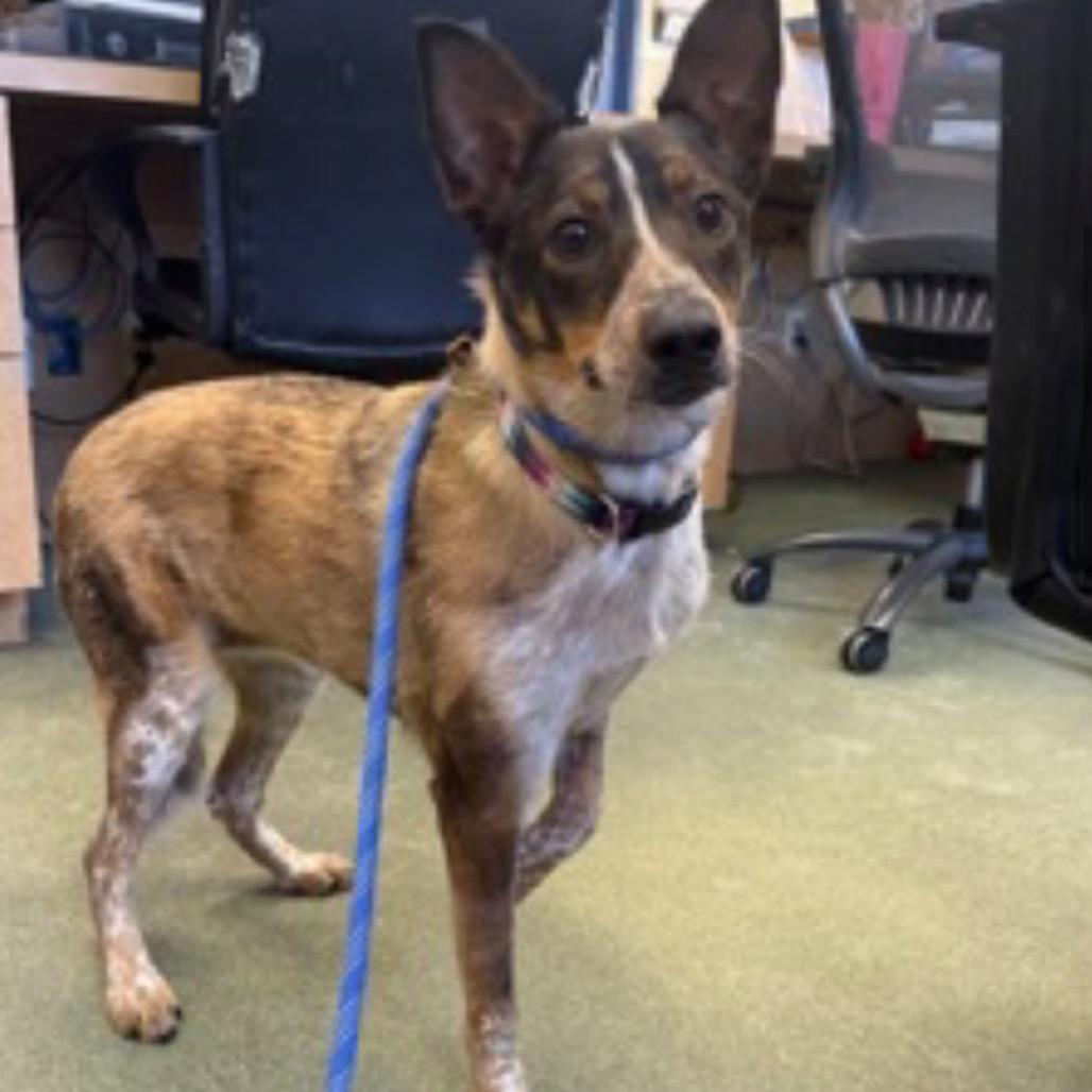 Honey, a Adoptable Australian Cattle Dog / Blue Heeler in Batavia, OH image 4/4