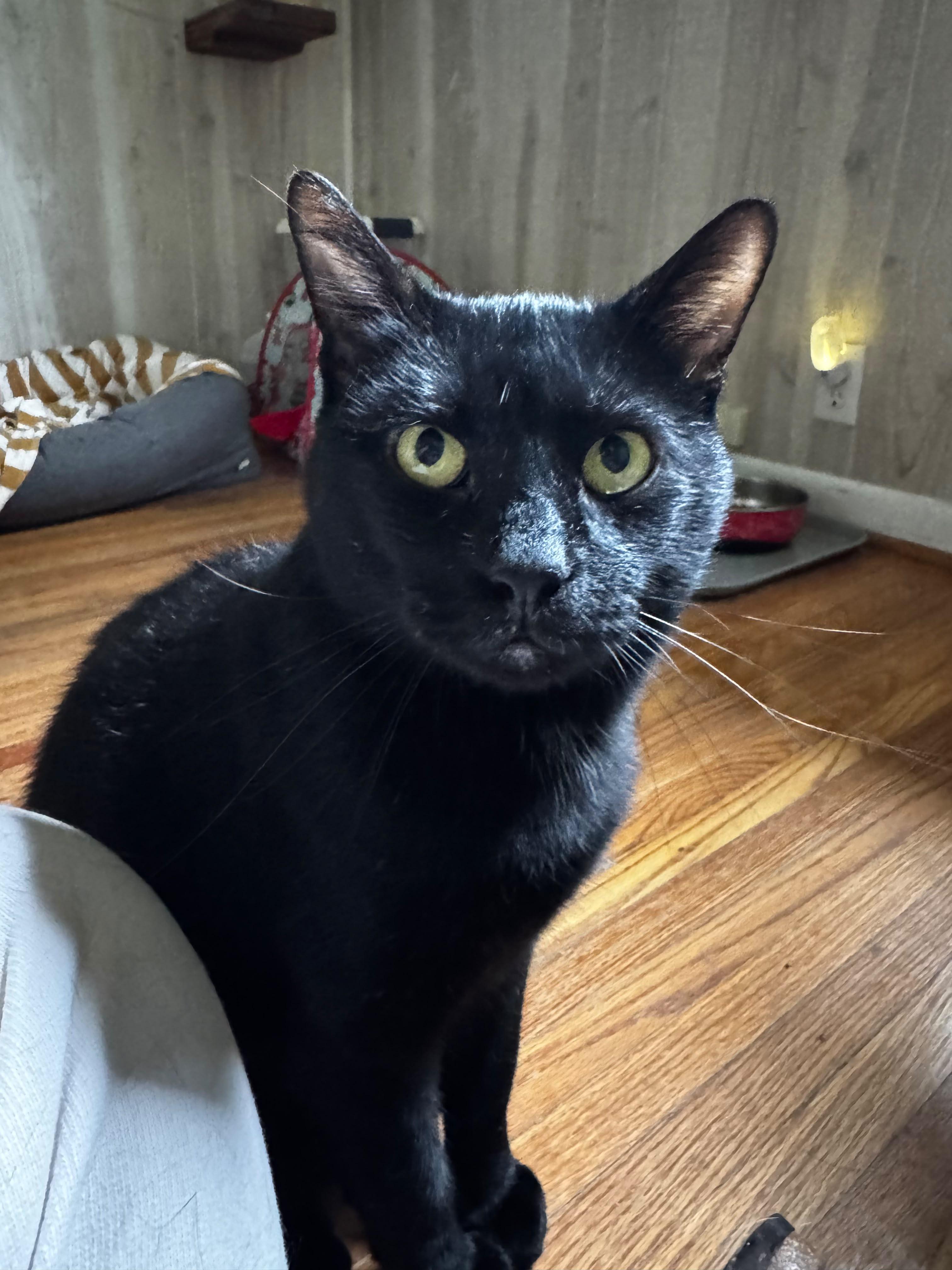 Edgar, ADOPTABLE, Young Male Domestic Short Hair.
