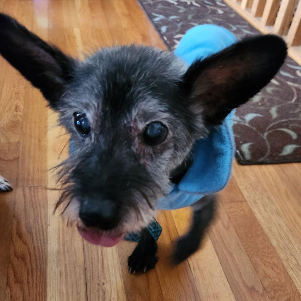 Toto D6798 — thumbnail 2