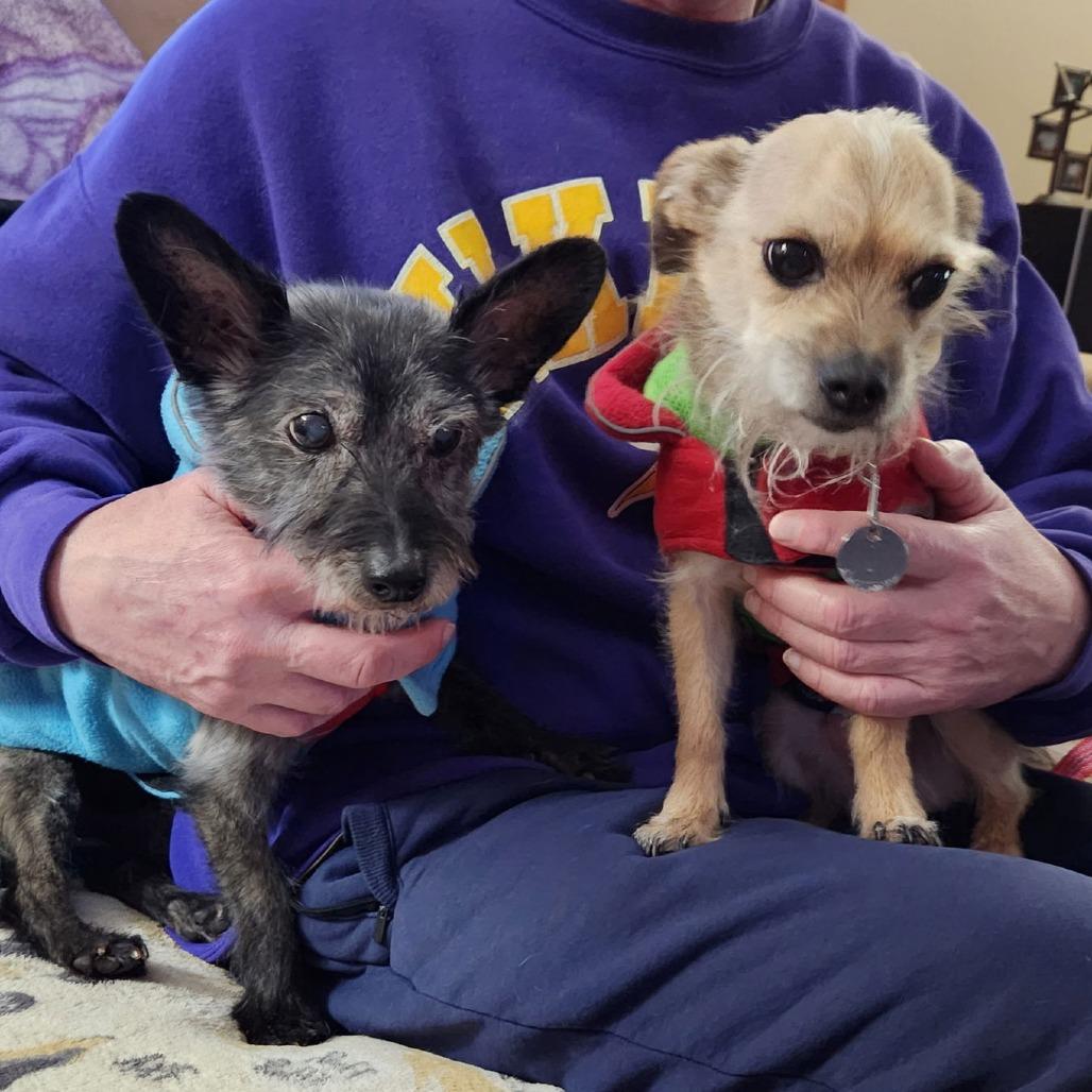 Toto D6798 — thumbnail 3