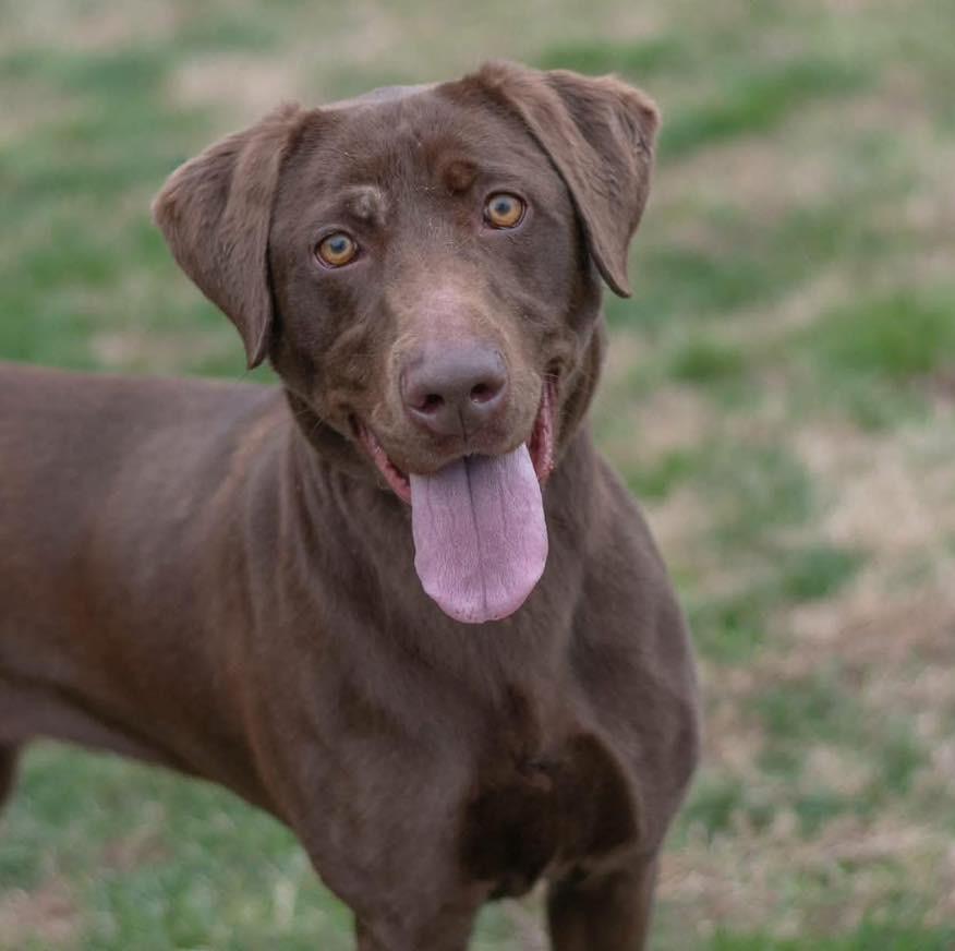 Enlarge Catalina, a ADOPTABLE mixed breed in Wappingers Falls, NY image 1/1