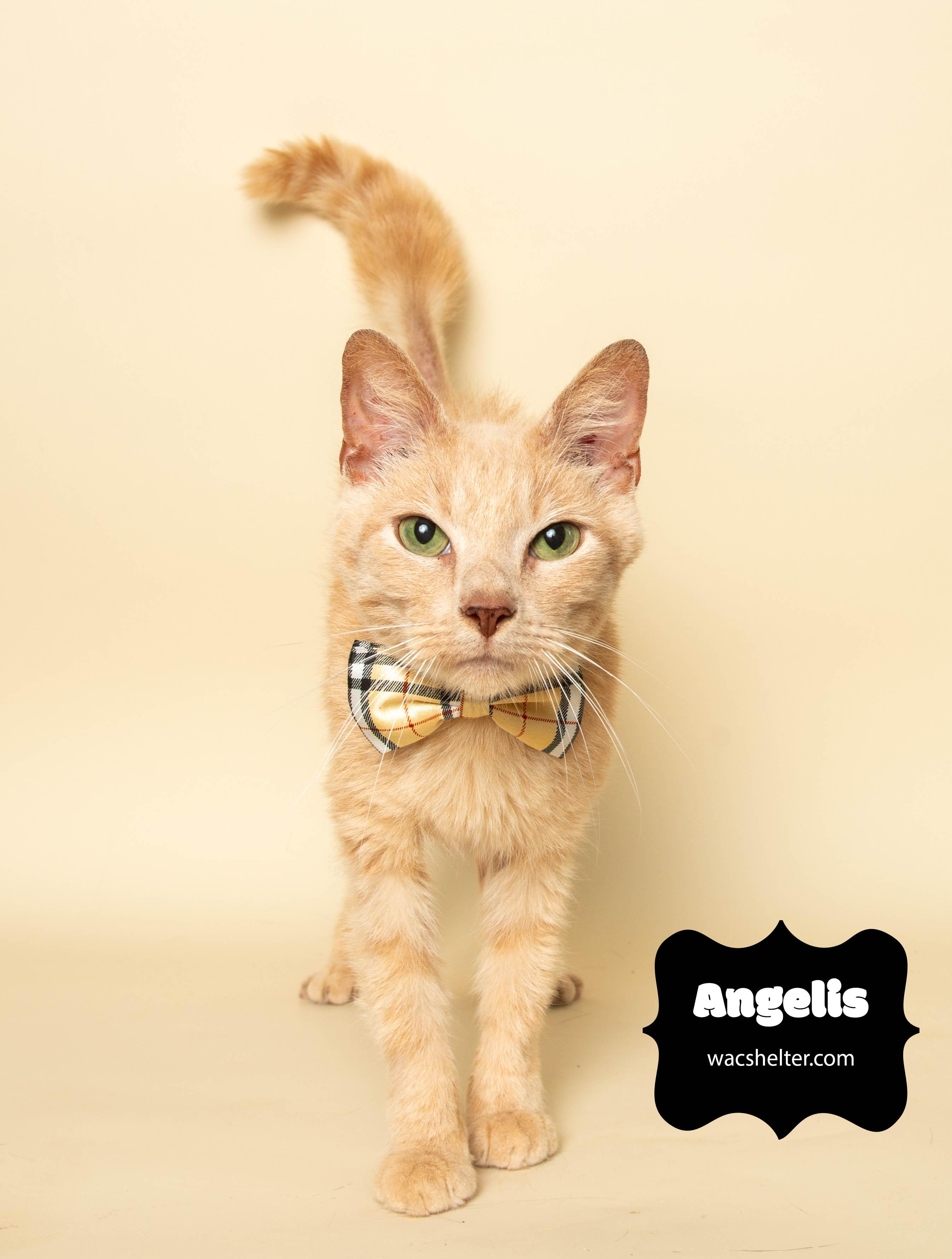 ANGEL (Handsome red tabby)), Adoptable, Adult Male Domestic Medium Hair.