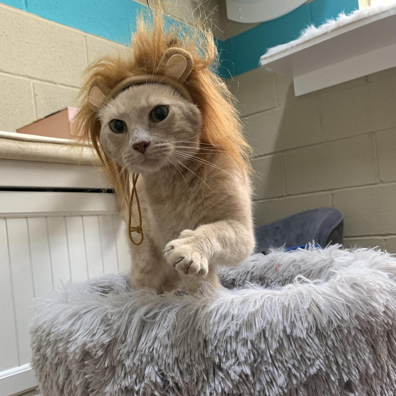 Enlarge ANGEL (Handsome red tabby)), a Adoptable Domestic Medium Hair in Wyandotte, MI image 6/6