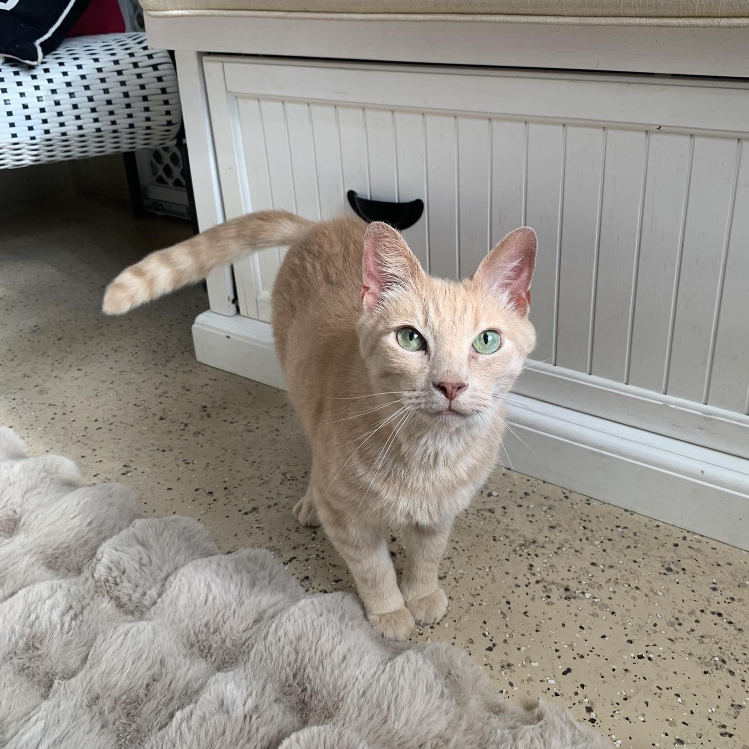 Enlarge ANGEL (Handsome red tabby)), a Adoptable Domestic Medium Hair in Wyandotte, MI image 5/6