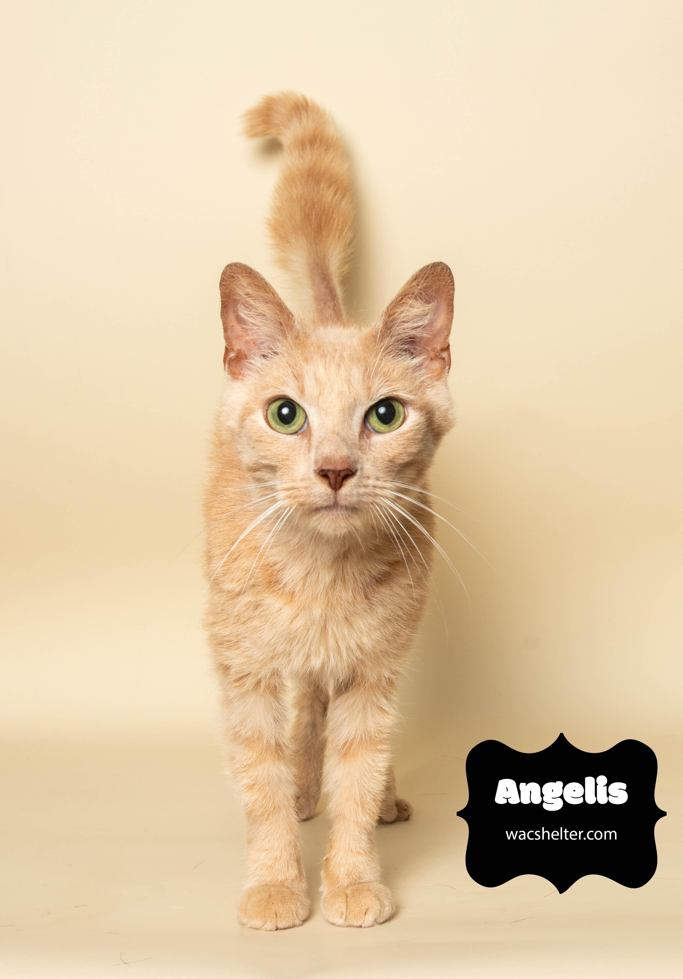 ANGEL (loves to snuggle), a Adoptable Domestic Medium Hair image 1/3
