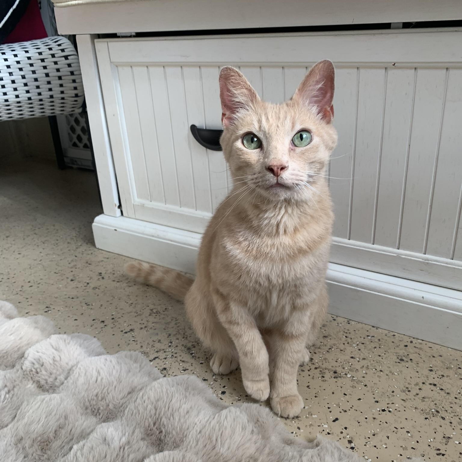 Enlarge ANGEL (Handsome red tabby)), a Adoptable Domestic Medium Hair in Wyandotte, MI image 4/6