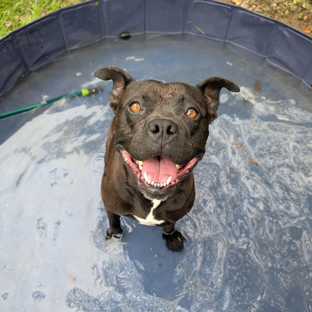 Angus, Adoptable, Adult Male English Bulldog & Mixed Breed.
