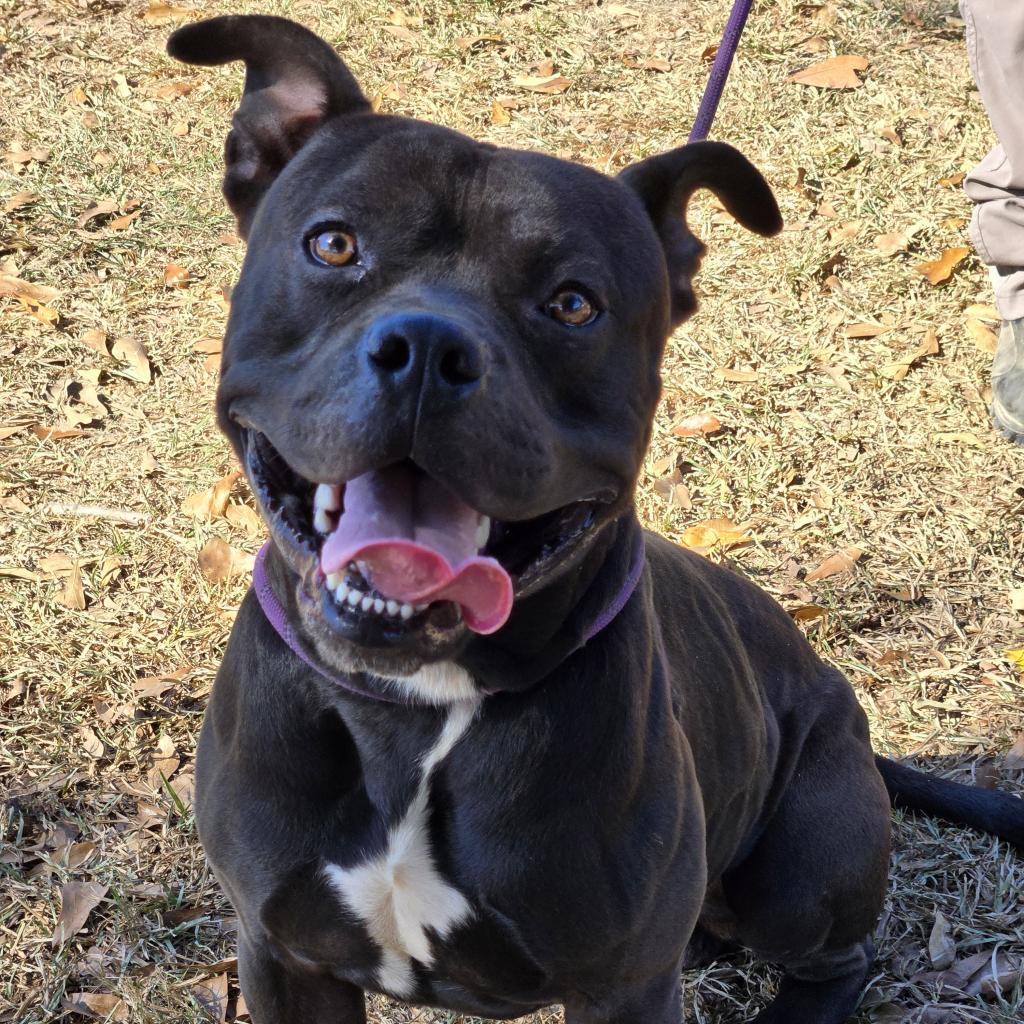Enlarge Angus, a Adoptable mixed breed in Tylertown, MS image 1/1