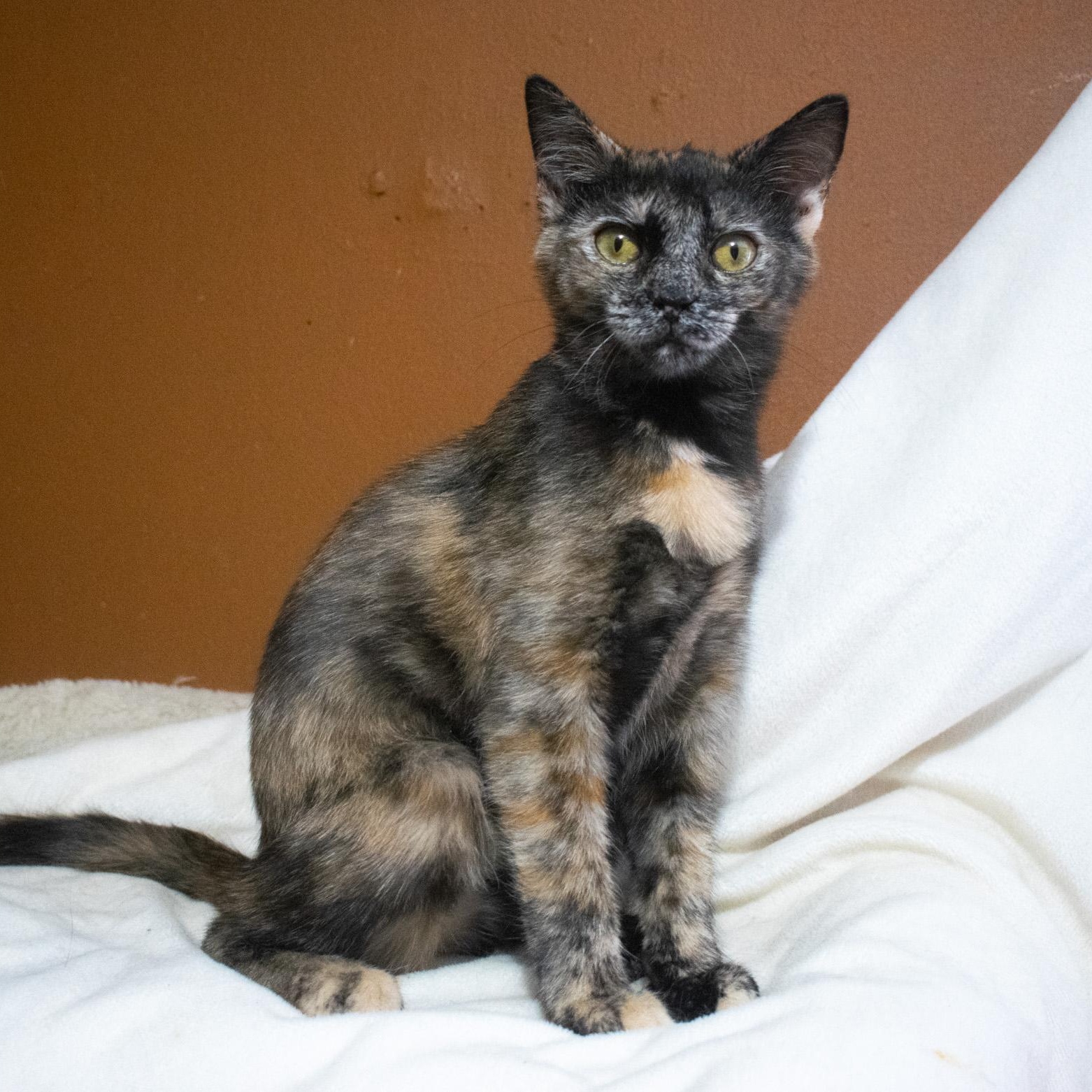 Enlarge Raisen Bran, an adoptable Tortoiseshell in Shippenville, PA image 2/6